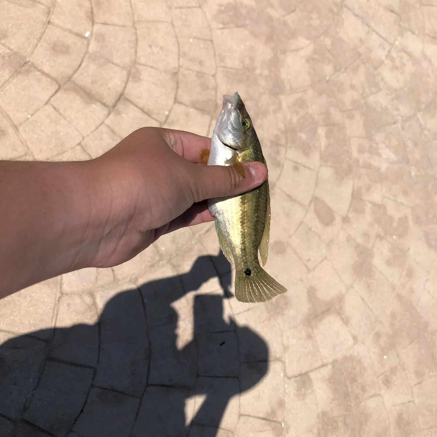The most recent East Atlantic peacock wrasse catches on Fishbrain