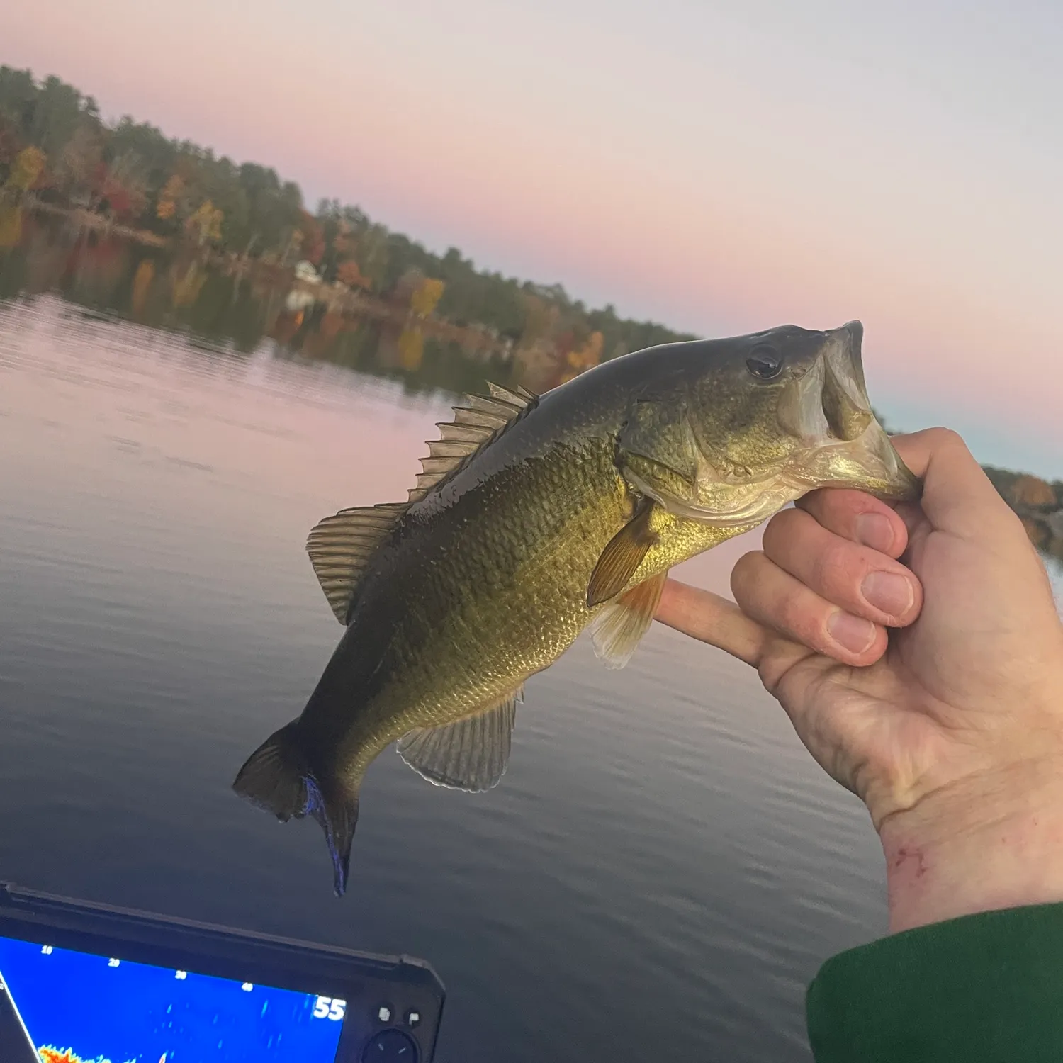 Largemouth bass caught on Fishbrain