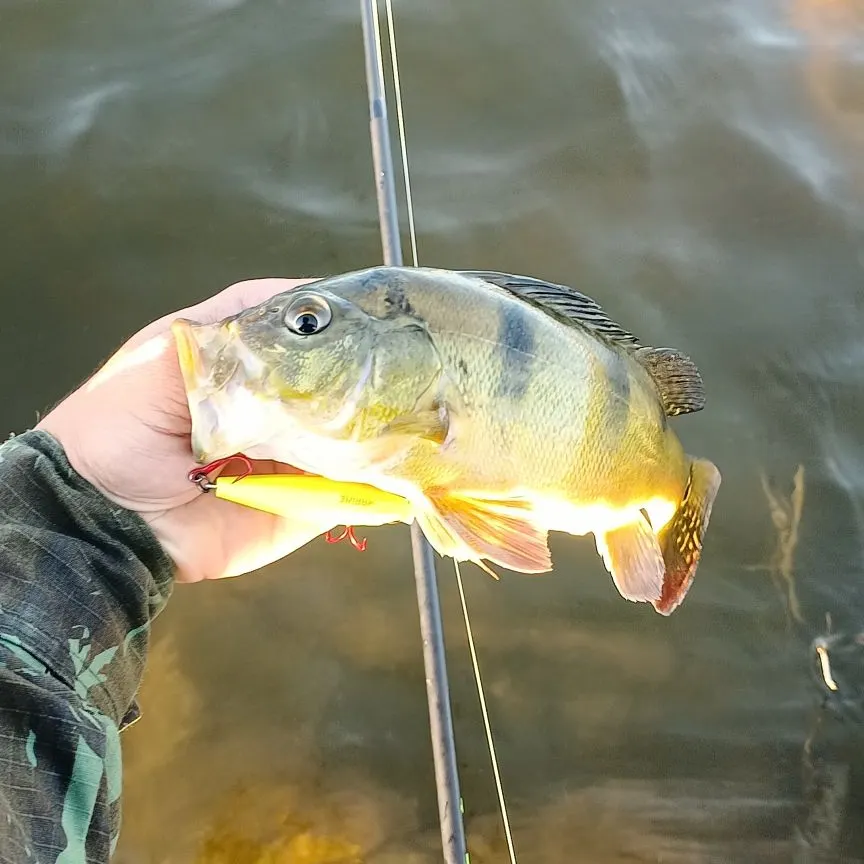 Butterfly peacock bass caught on Fishbrain