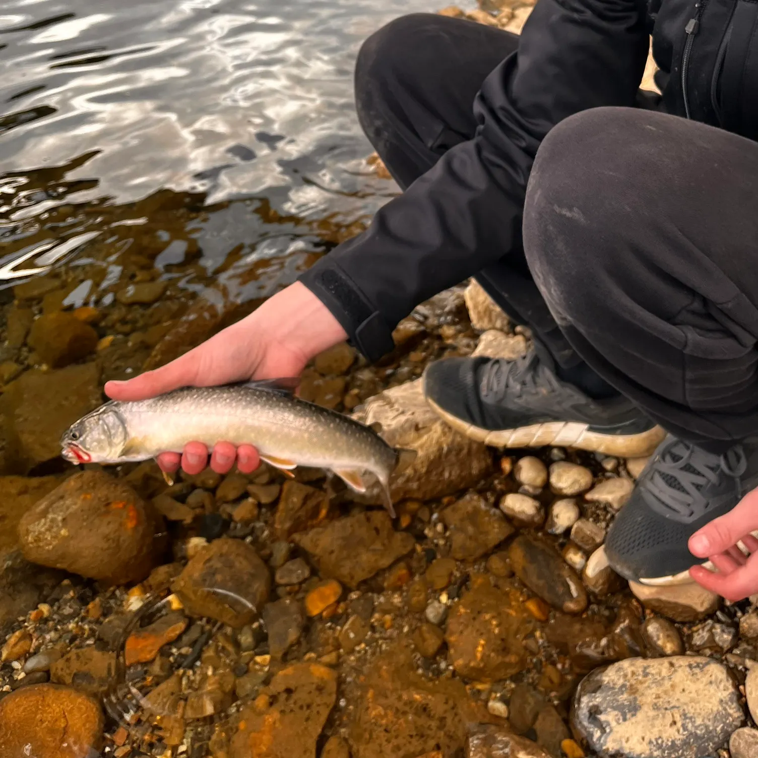 The most recent Bull trout catches on Fishbrain