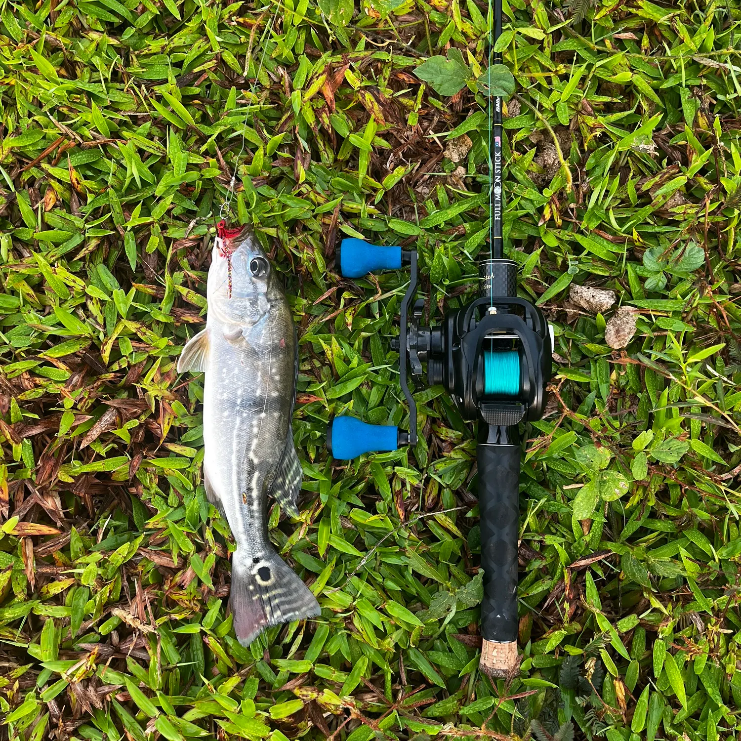 Speckled peacock bass caught on Fishbrain