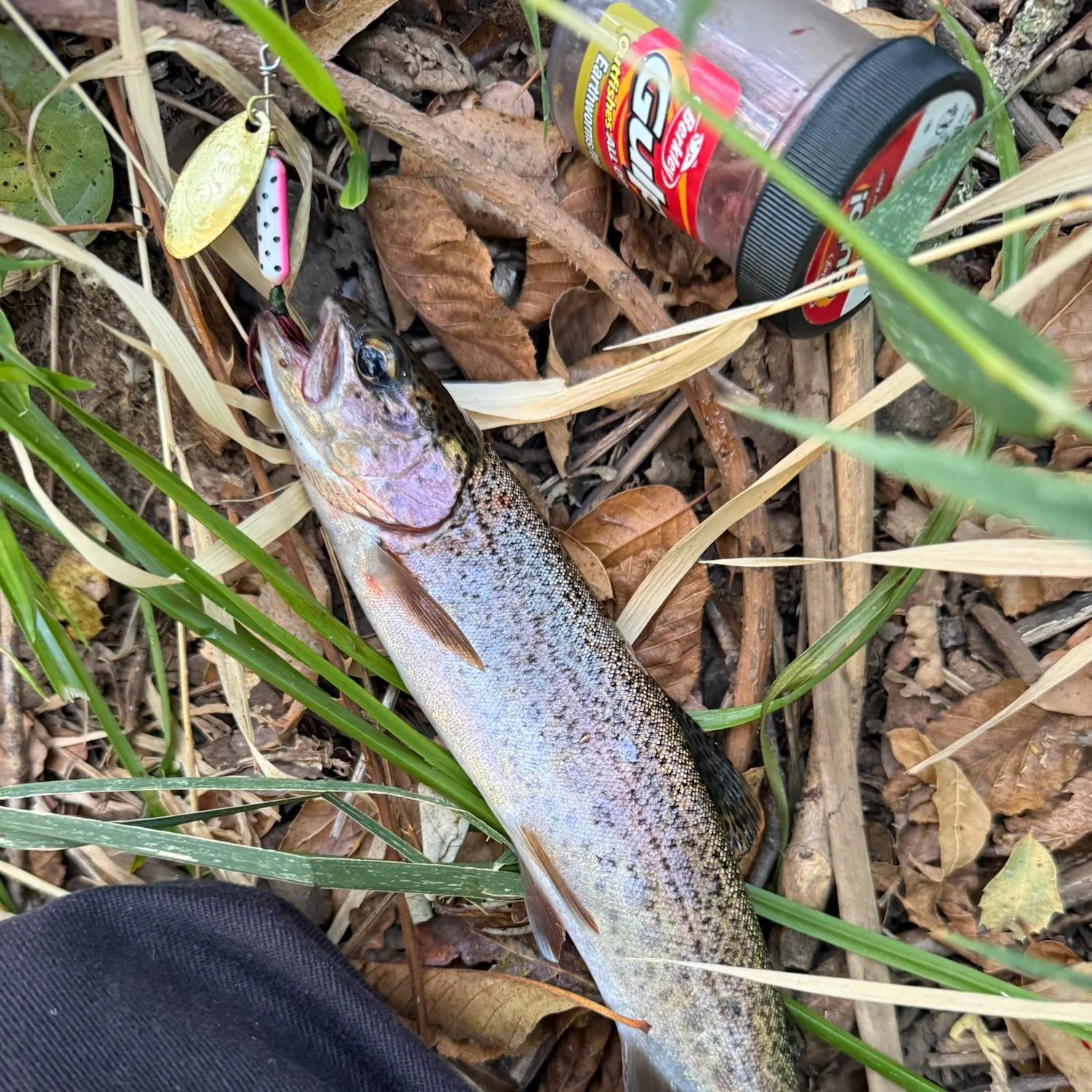 Rainbow trout caught on Fishbrain