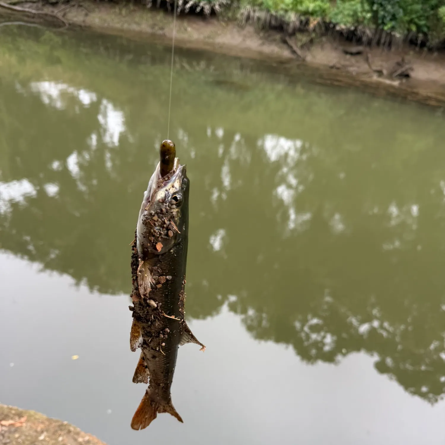 The most recent Splittail catches on Fishbrain