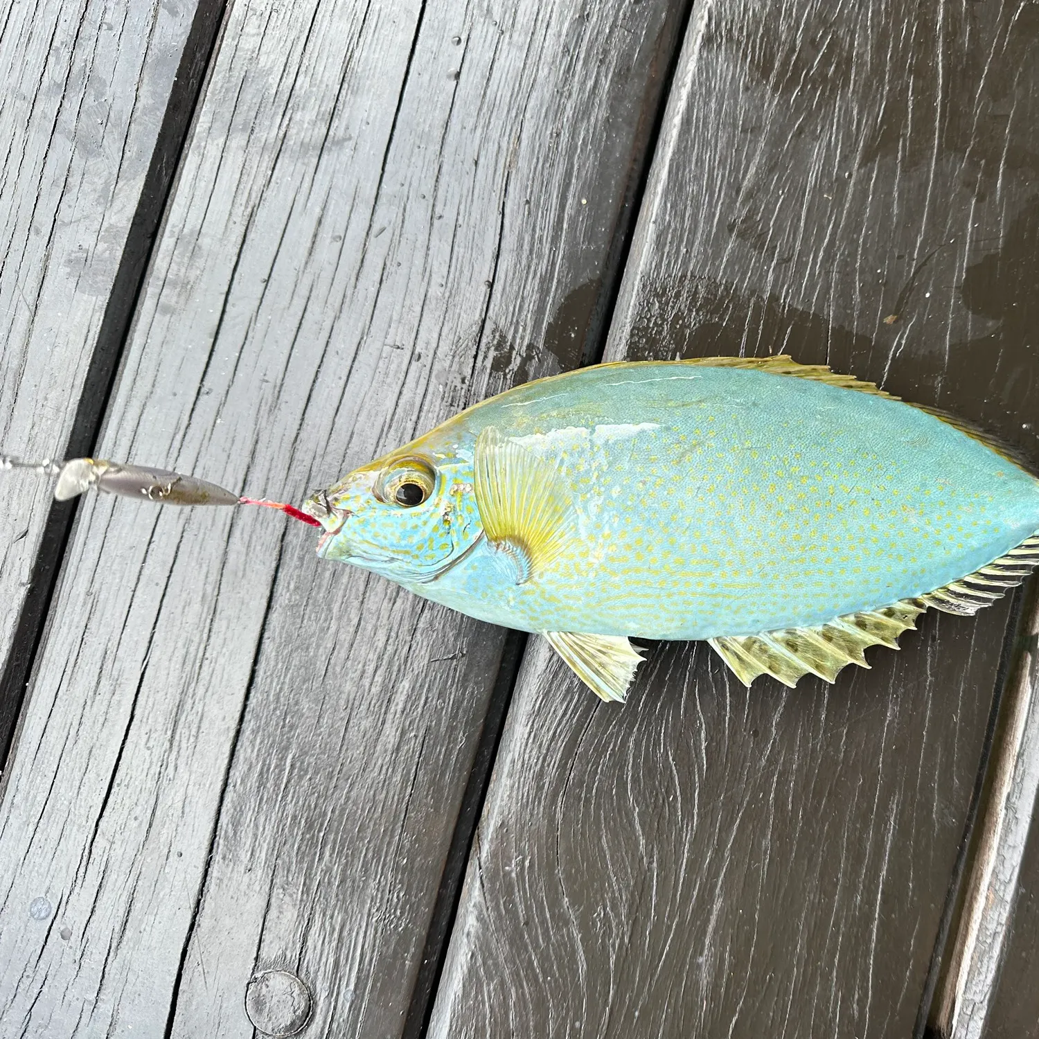 recently logged catches