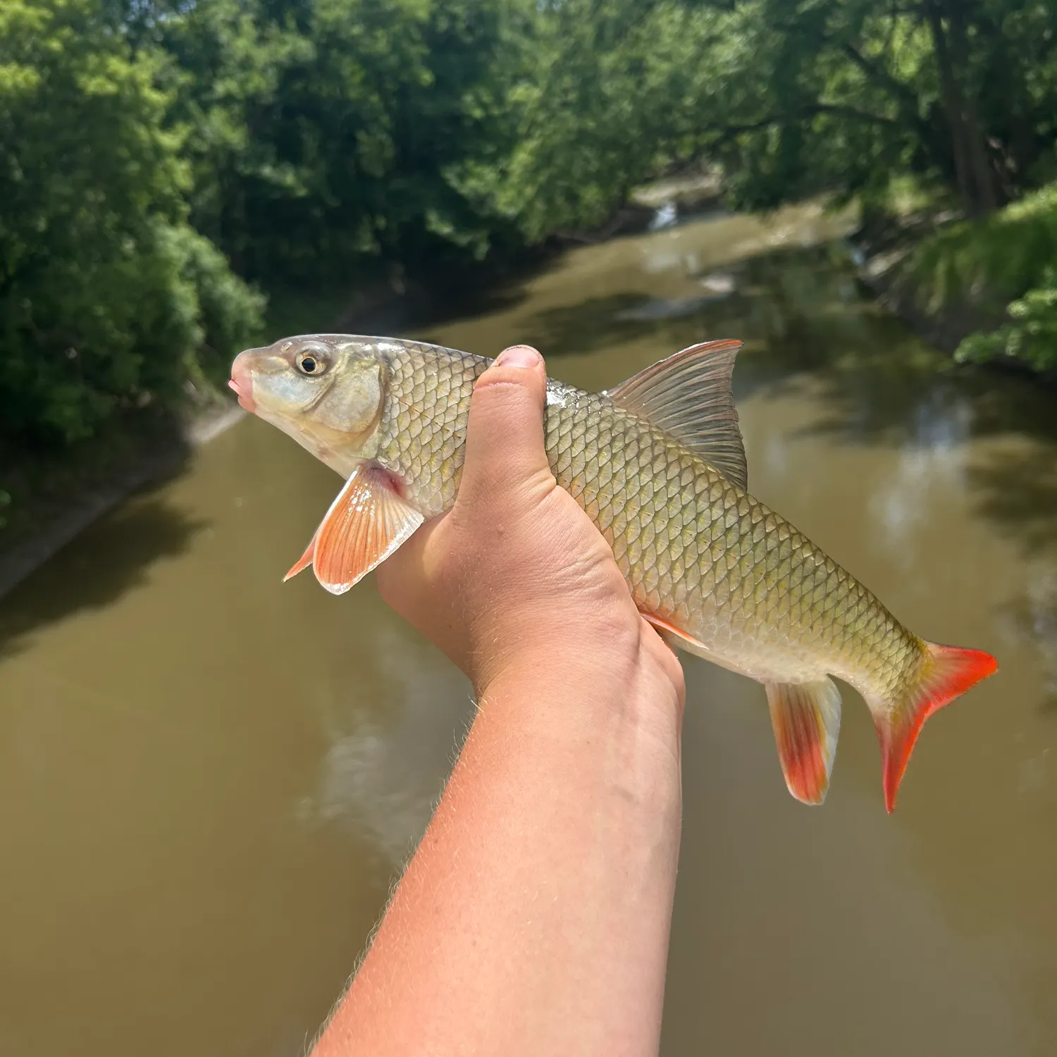 The most recent Smallmouth redhorse catches on Fishbrain