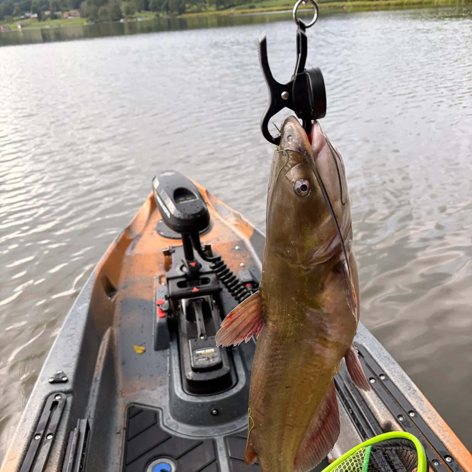 Channel catfish caught on Fishbrain