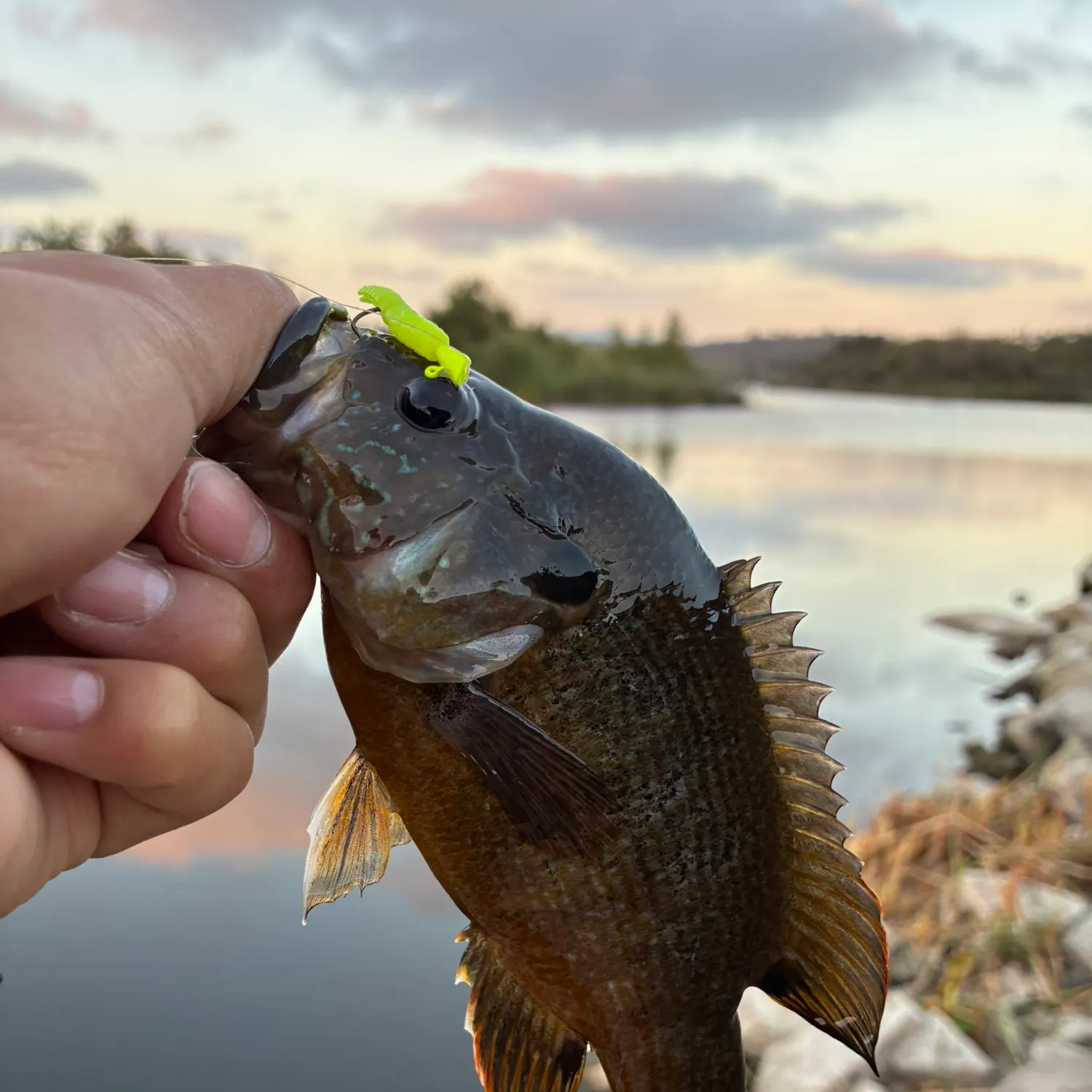 Green sunfish caught on Fishbrain