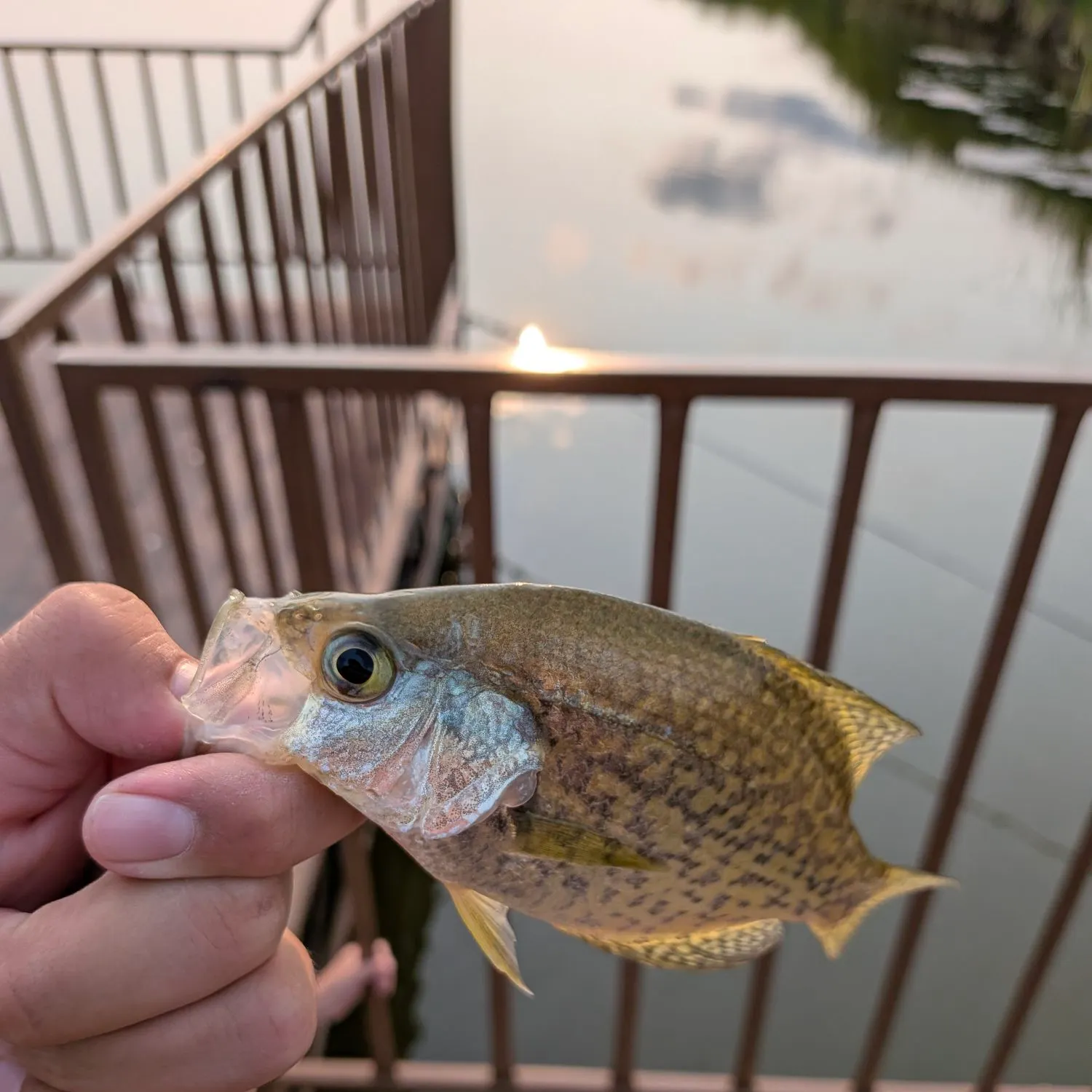Black crappie caught on Fishbrain