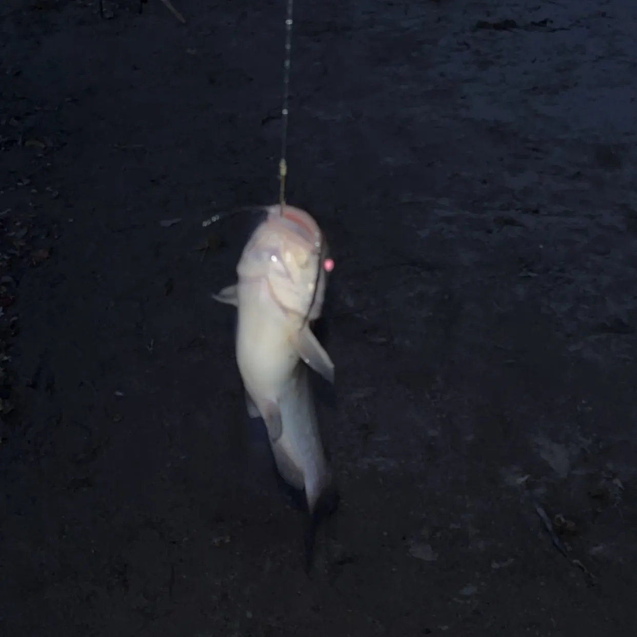White bullhead caught on Fishbrain