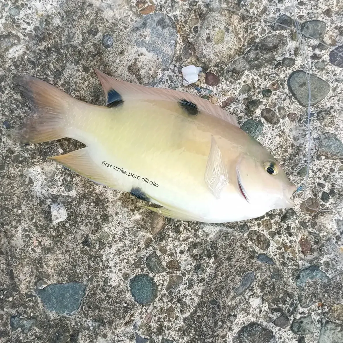 The most recent Yellowfin jack catches on Fishbrain