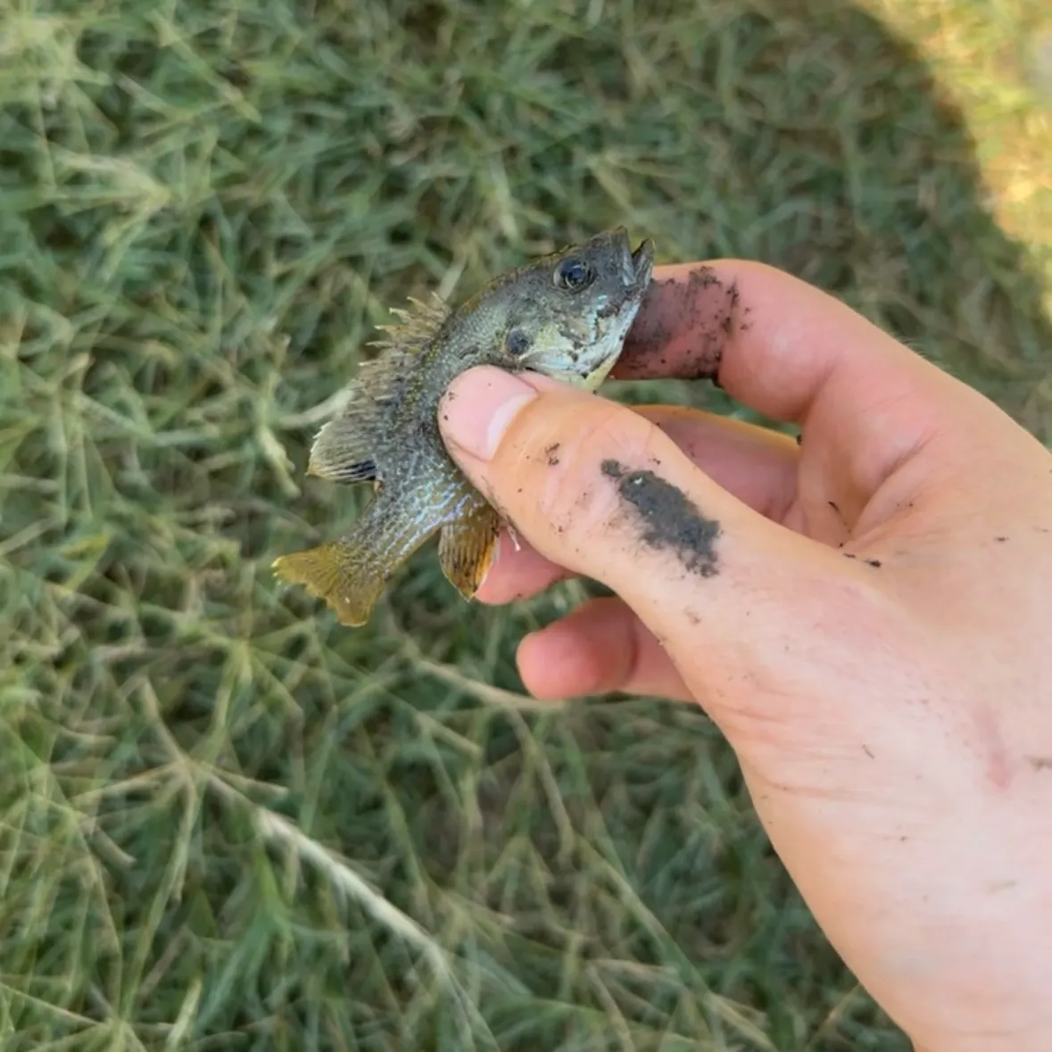 Green sunfish caught on Fishbrain