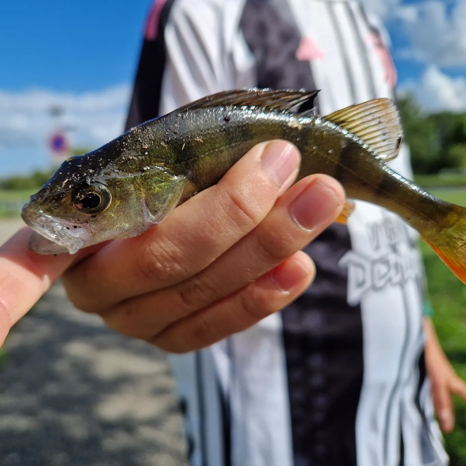 European perch caught on Fishbrain