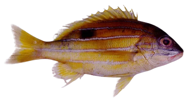 Five-lined snapper