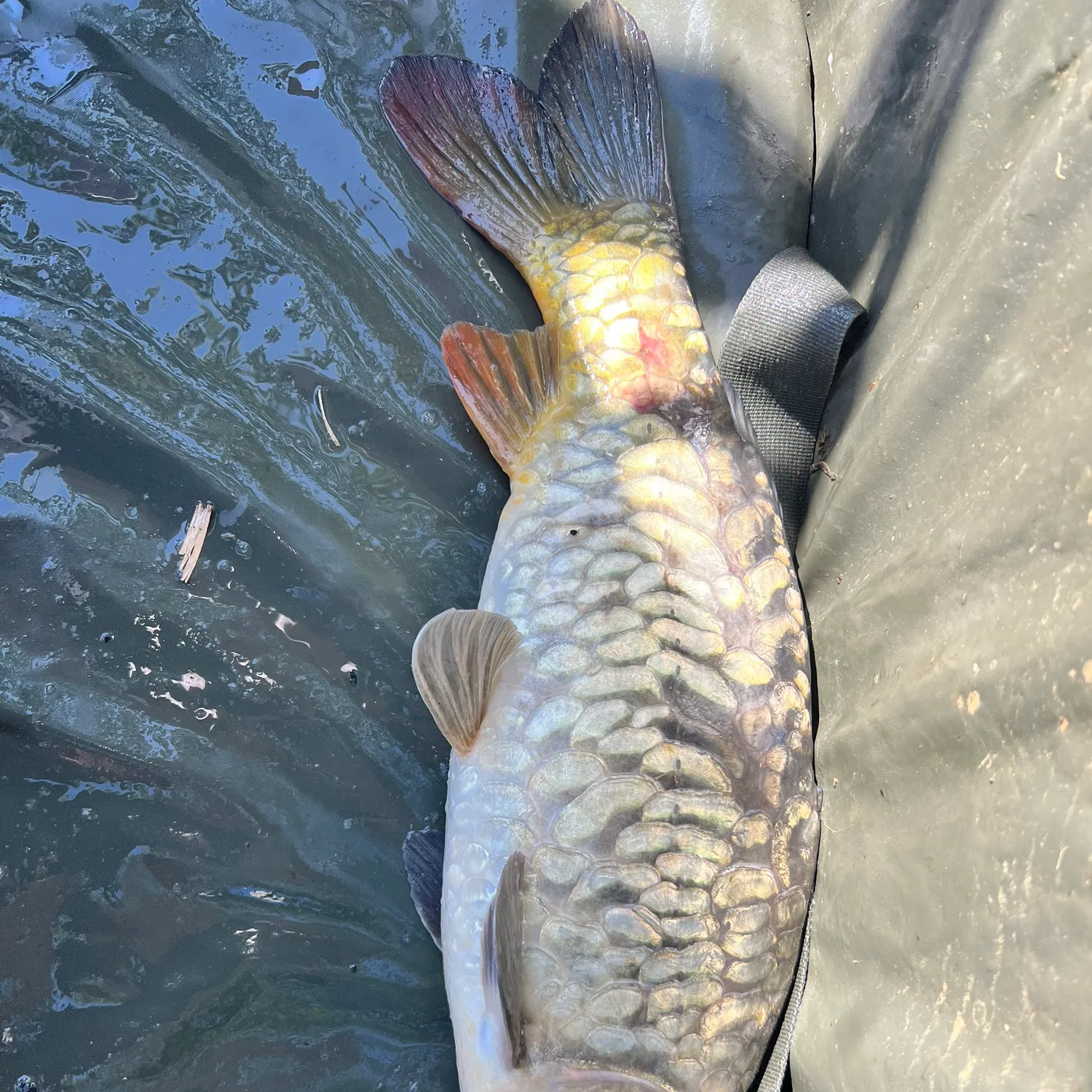 Mirror carp caught on Fishbrain