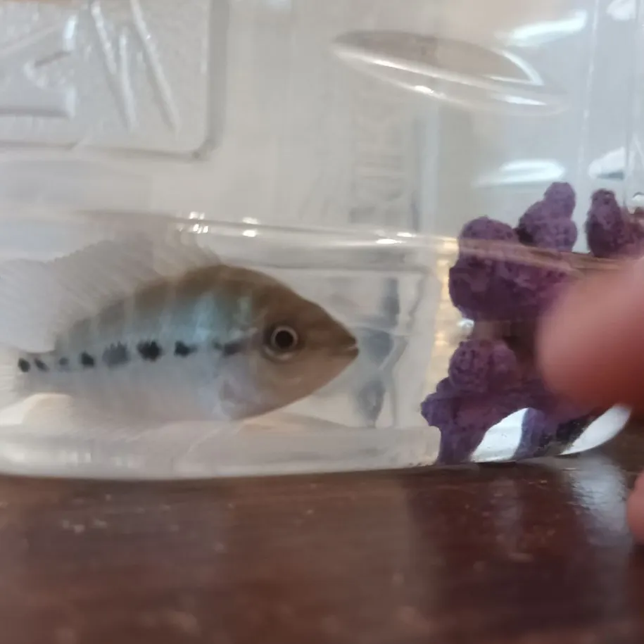 The most recent Midas cichlid catches on Fishbrain