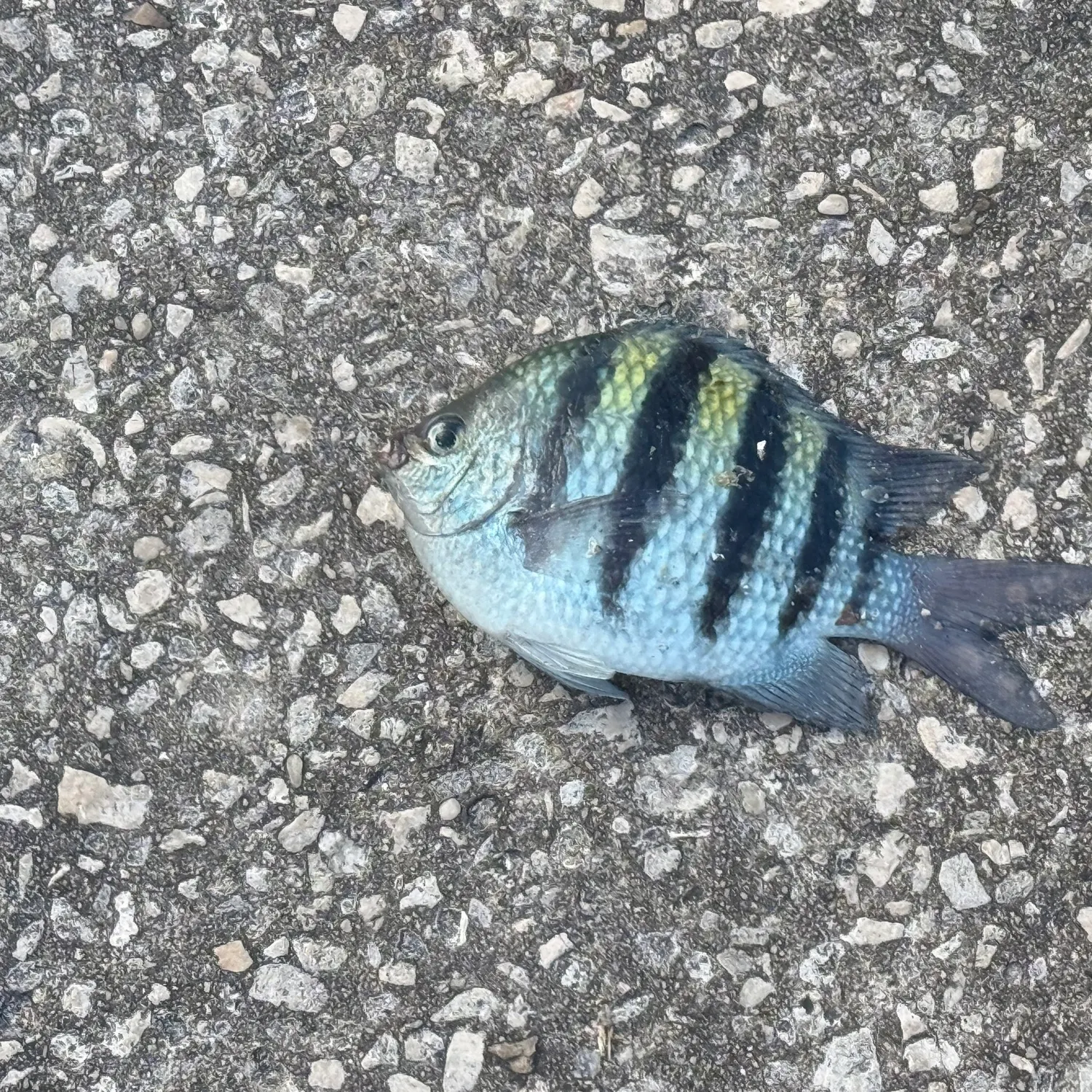 The most recent Sergeant-major catches on Fishbrain