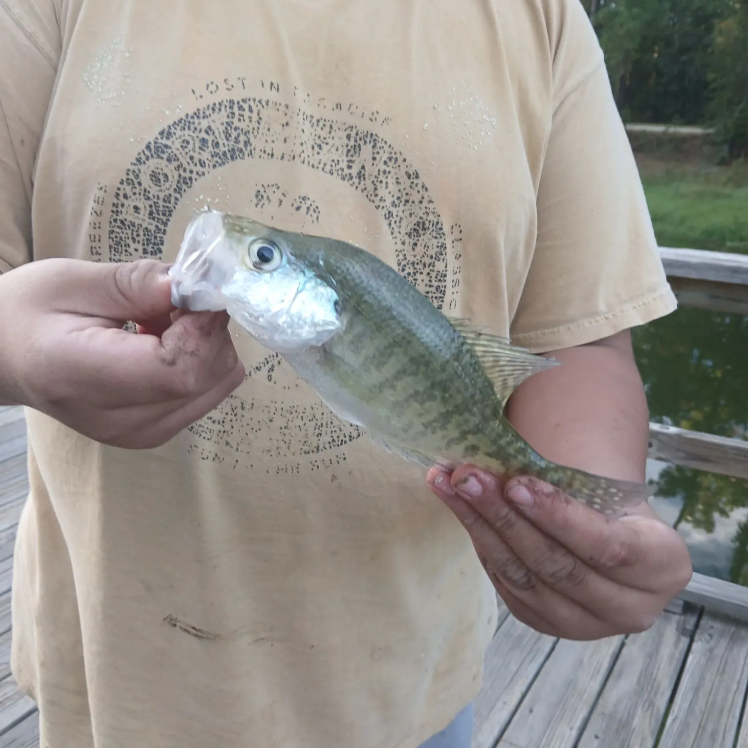 White crappie caught on Fishbrain