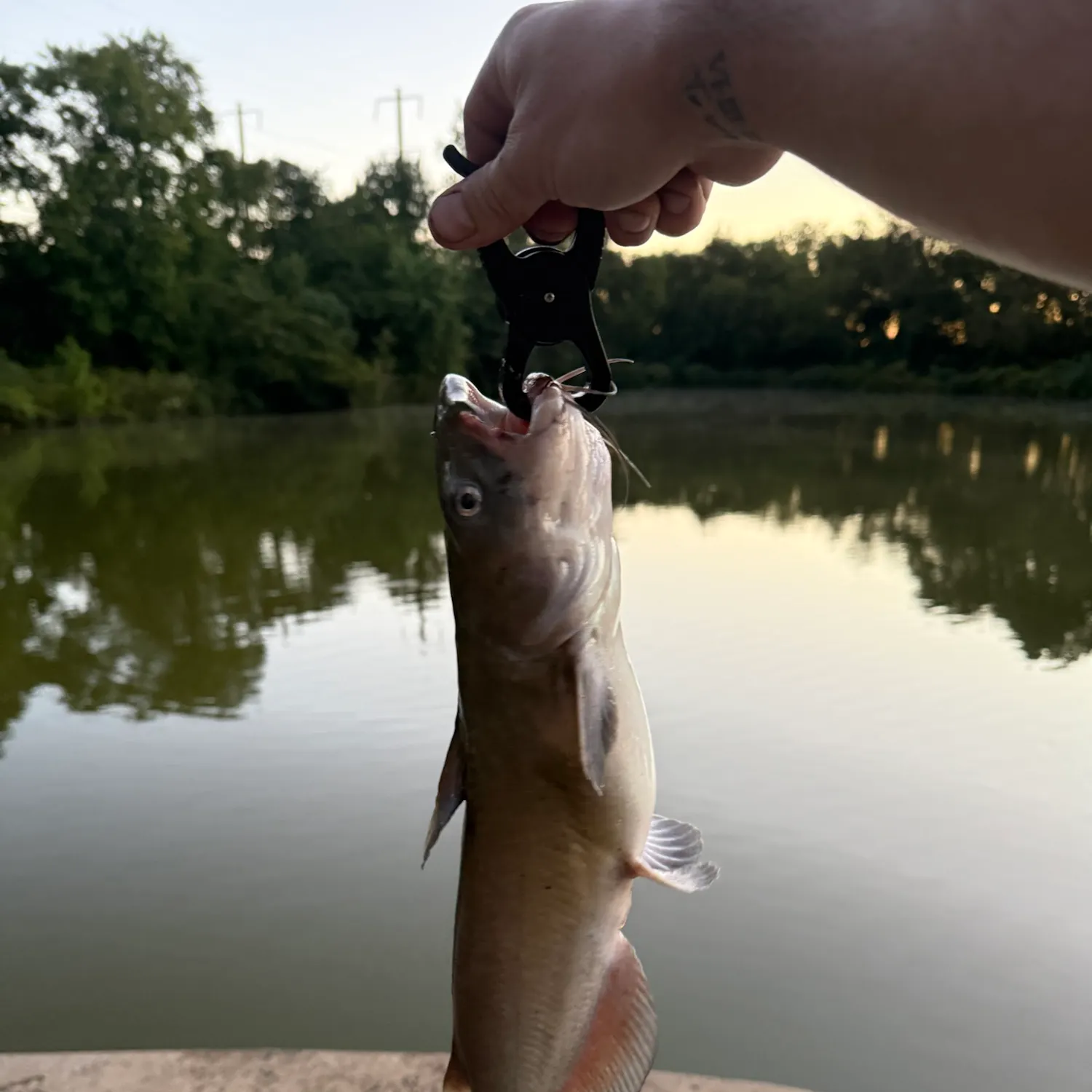Channel catfish caught on Fishbrain
