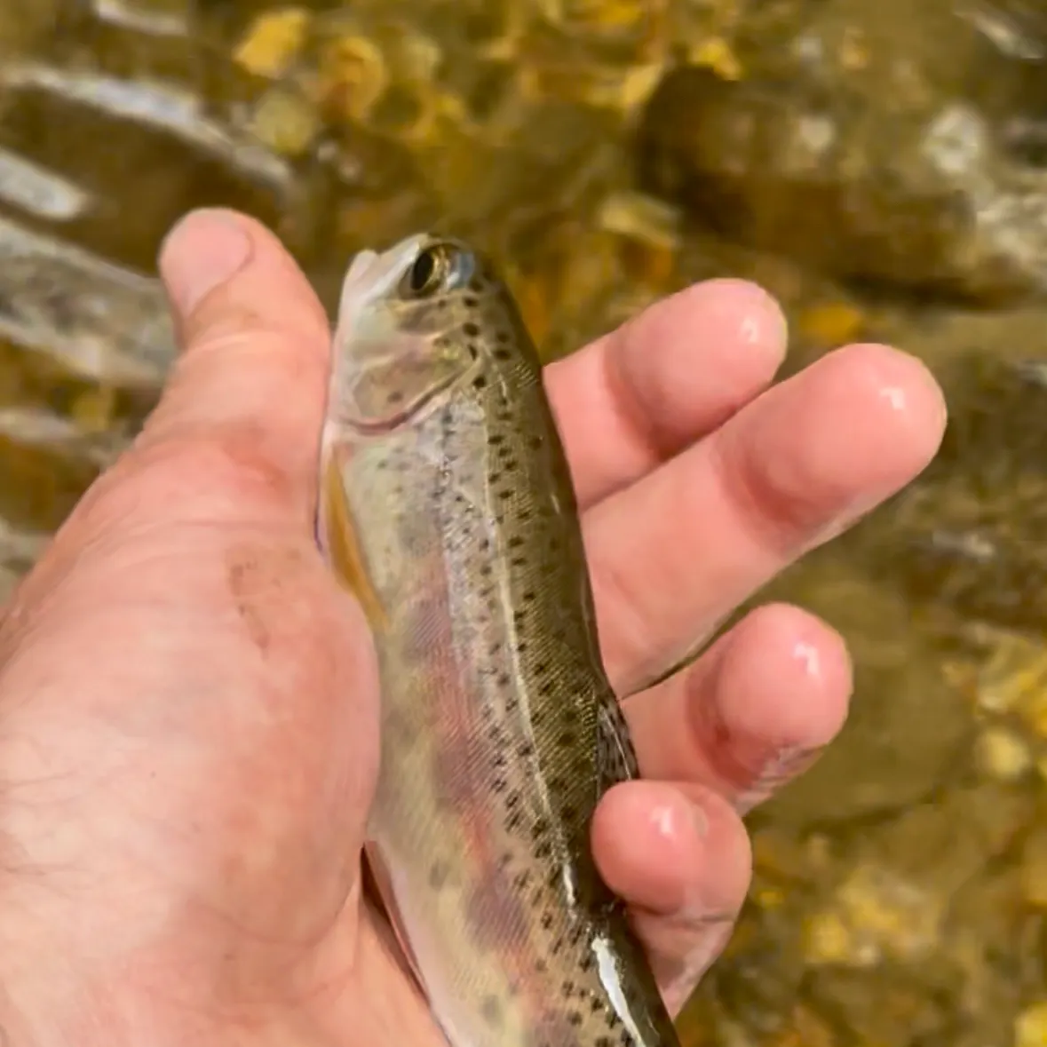 Rainbow trout caught on Fishbrain