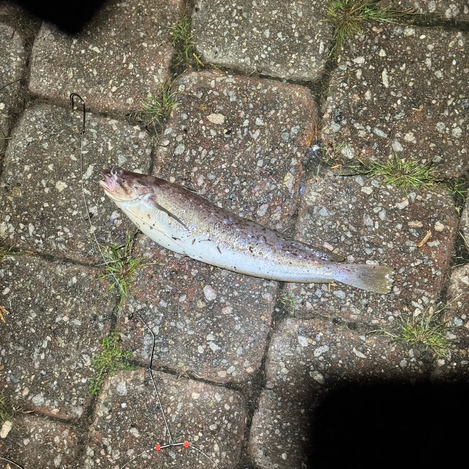 The most recent Spotted hake catches on Fishbrain