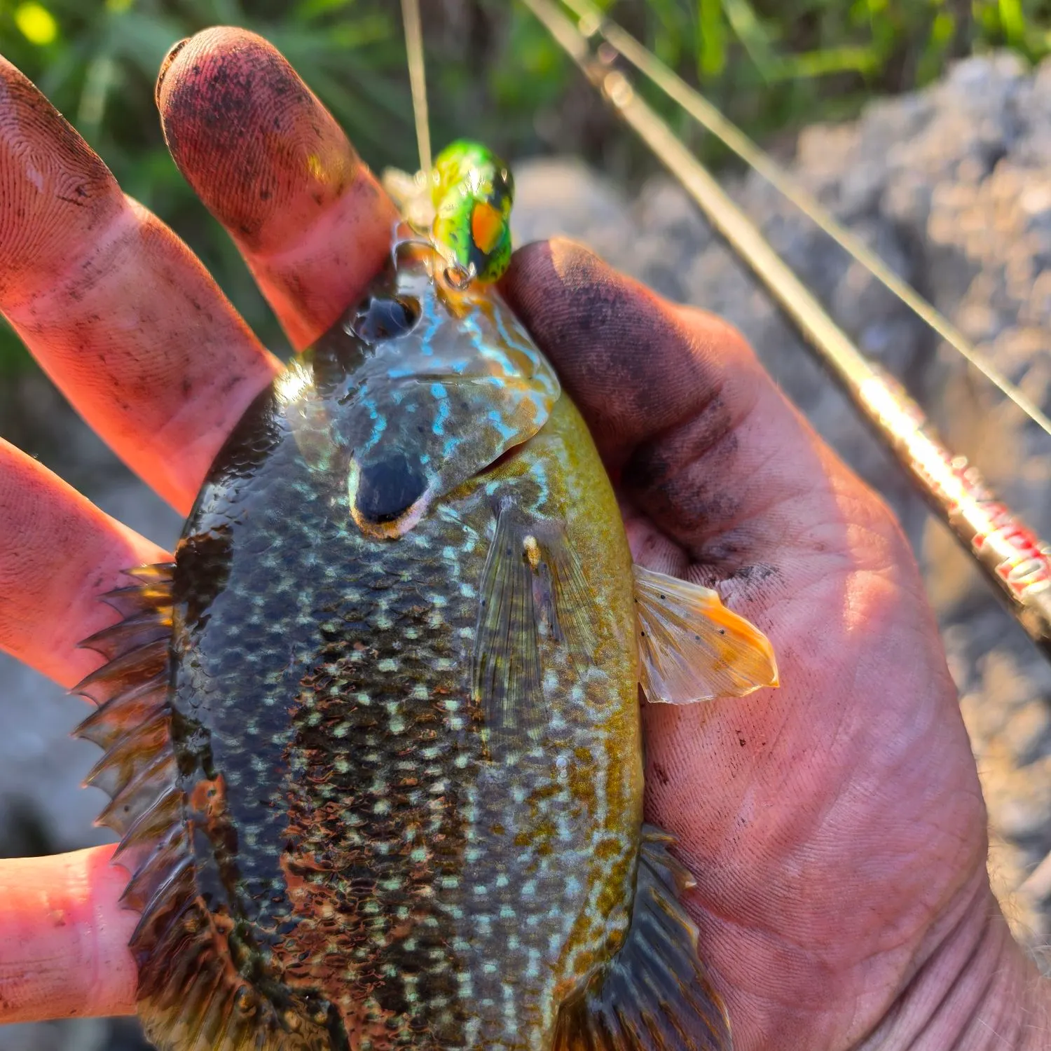 Greengill hybrid caught on Fishbrain