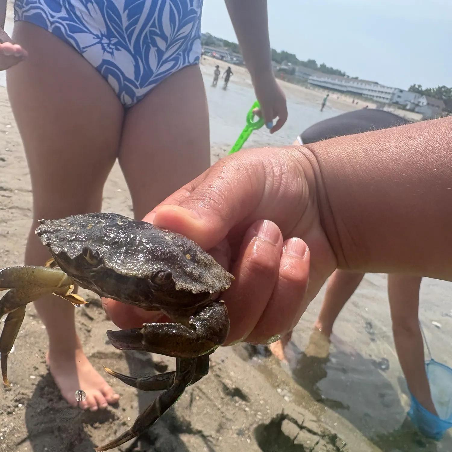 The most recent Asian shore crab catches on Fishbrain