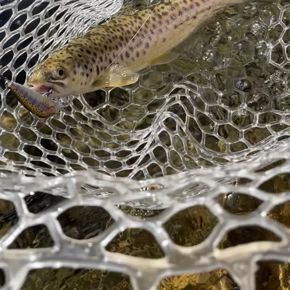 Brown trout caught on Fishbrain