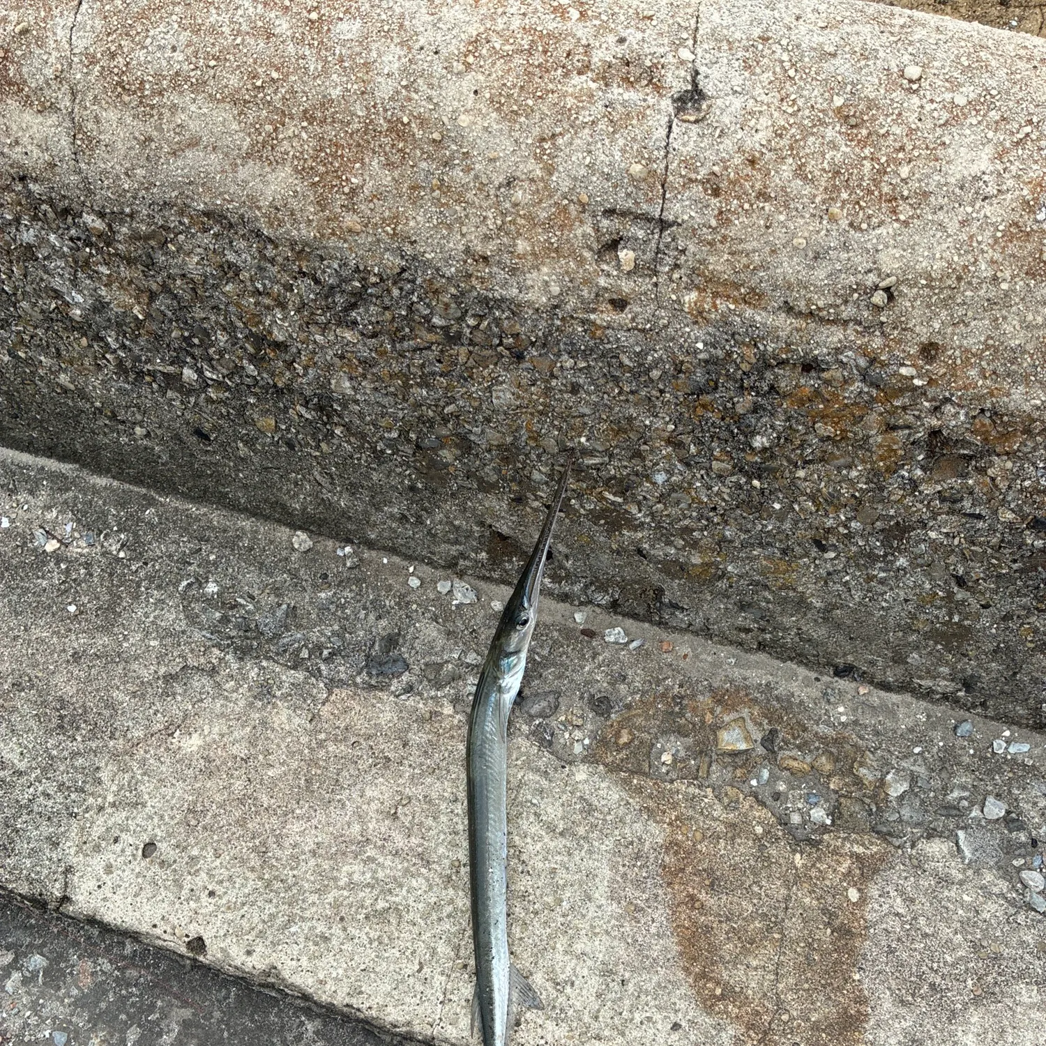 Atlantic needlefish caught on Fishbrain