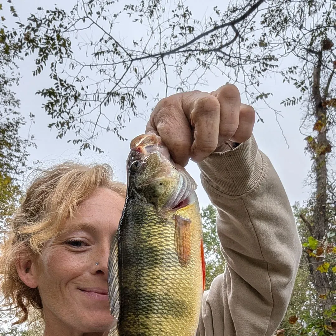 Yellow perch caught on Fishbrain