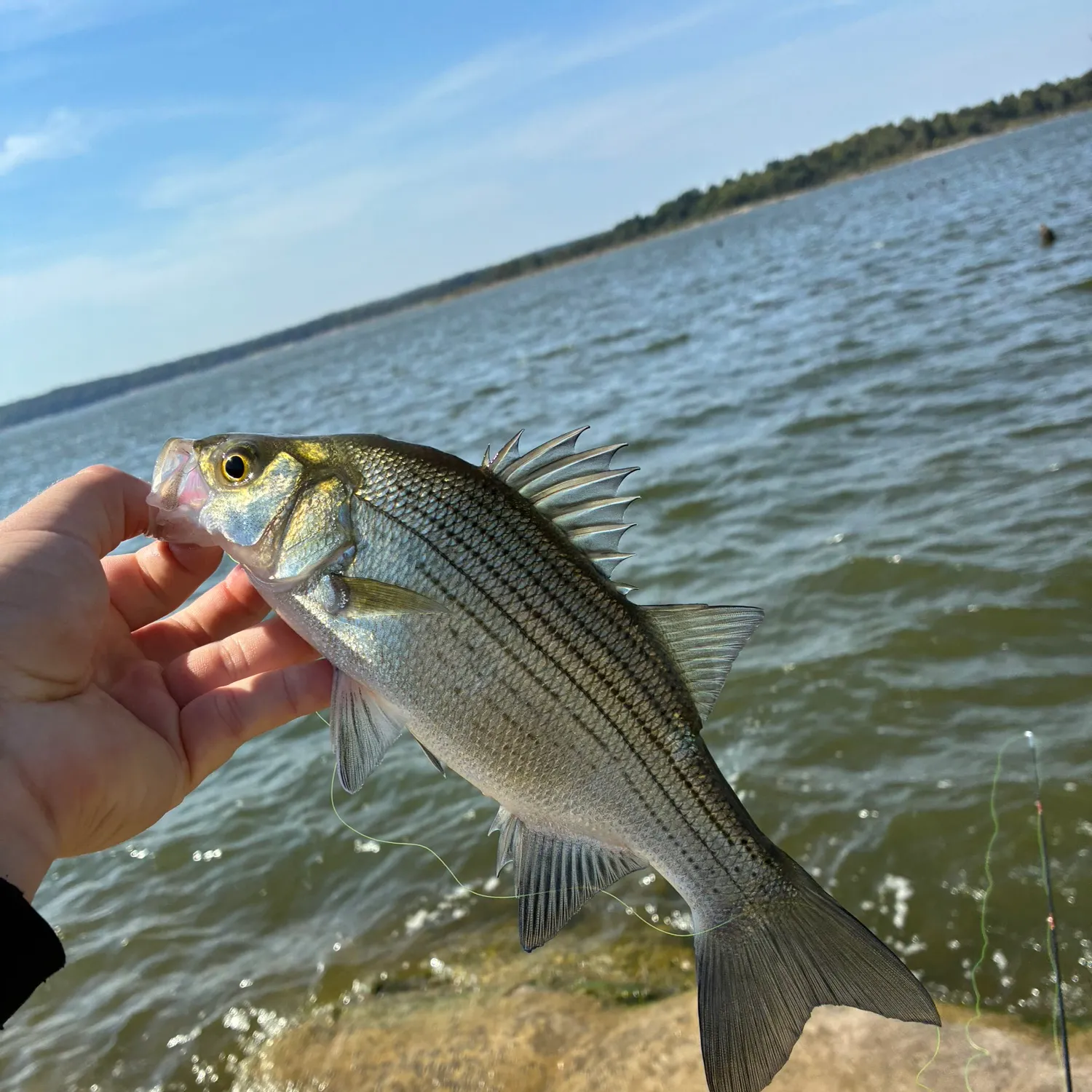 White bass caught on Fishbrain