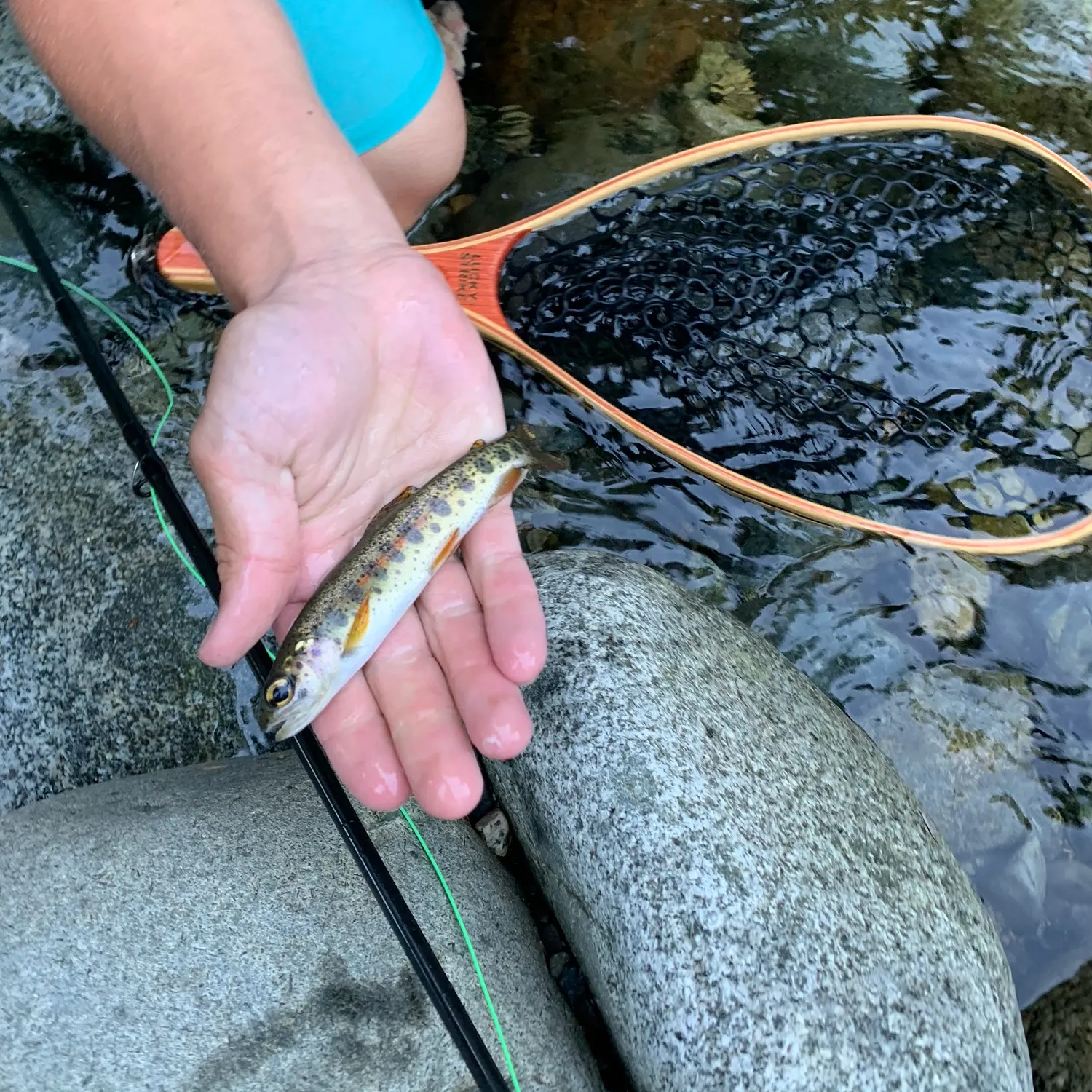 Fish caught on Fishbrain