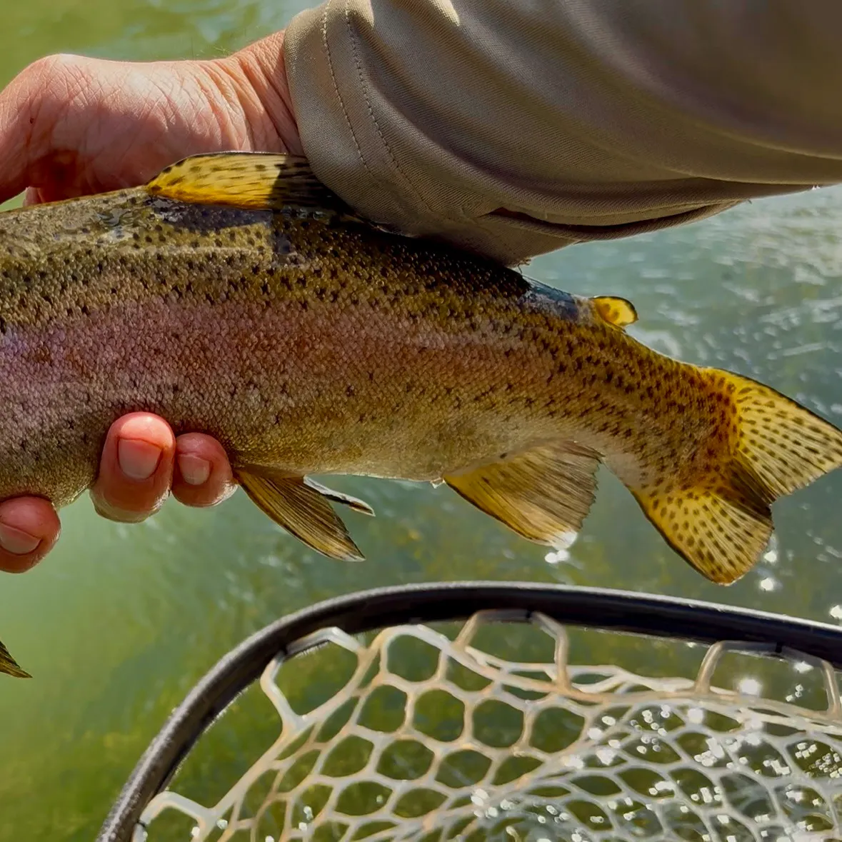 Rainbow trout caught on Fishbrain