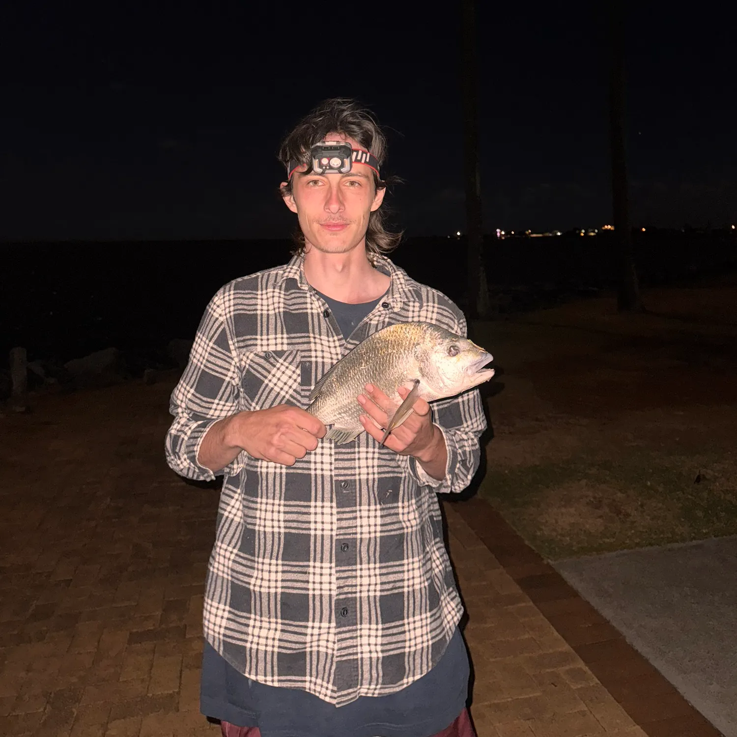 Surf bream caught on Fishbrain