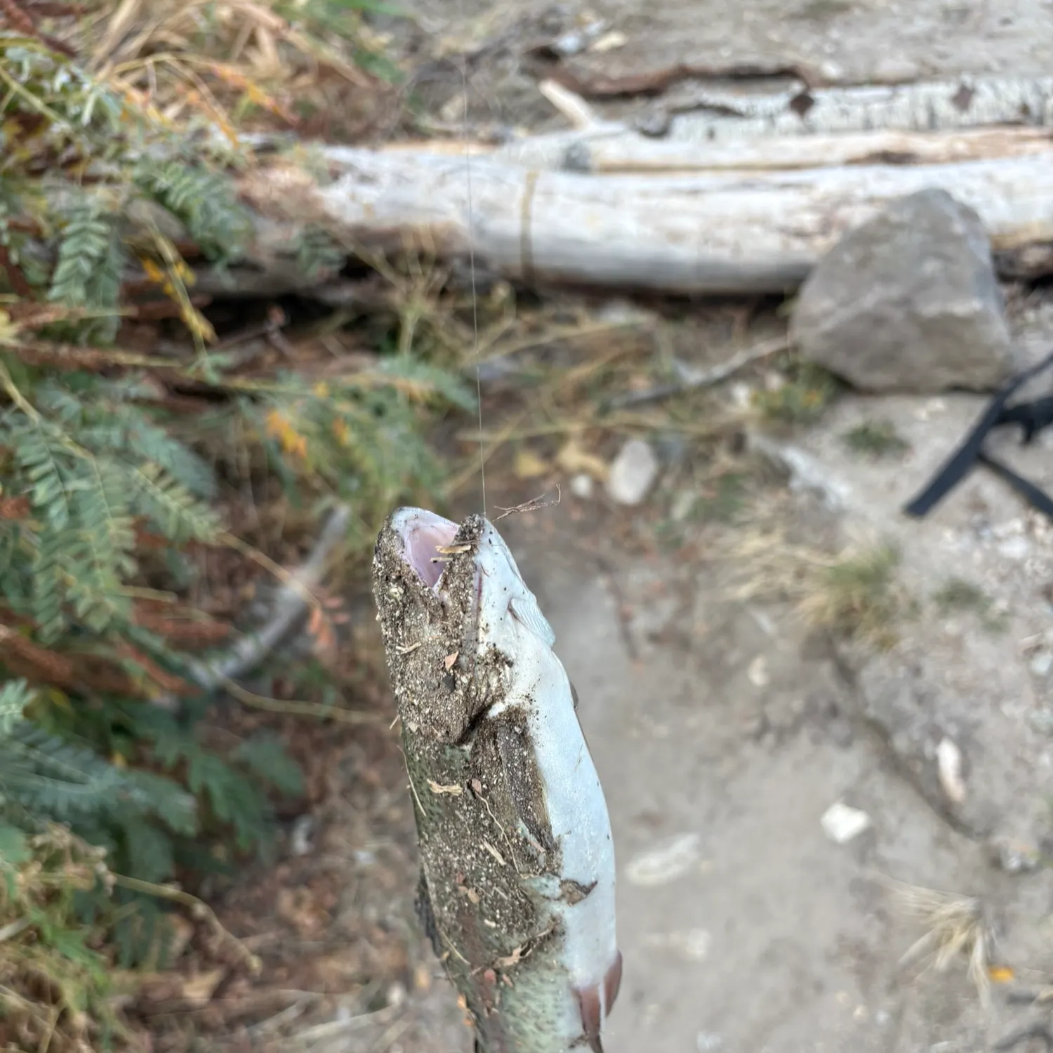 Rainbow trout caught on Fishbrain