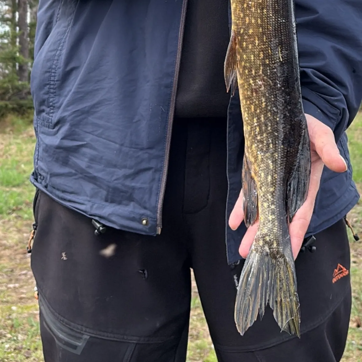 The most recent Northern pike catches on Fishbrain
