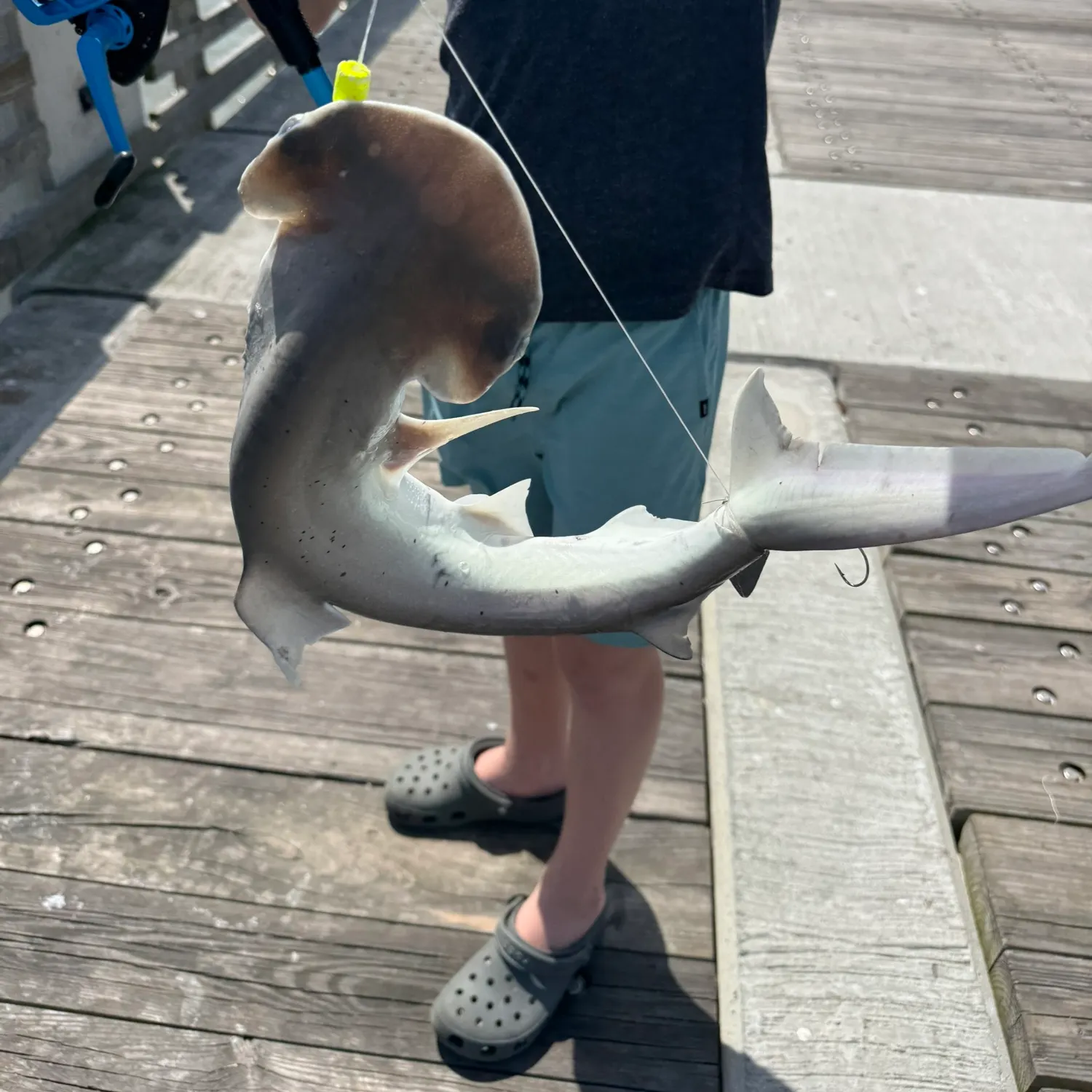 The most recent Scalloped hammerhead shark catches on Fishbrain
