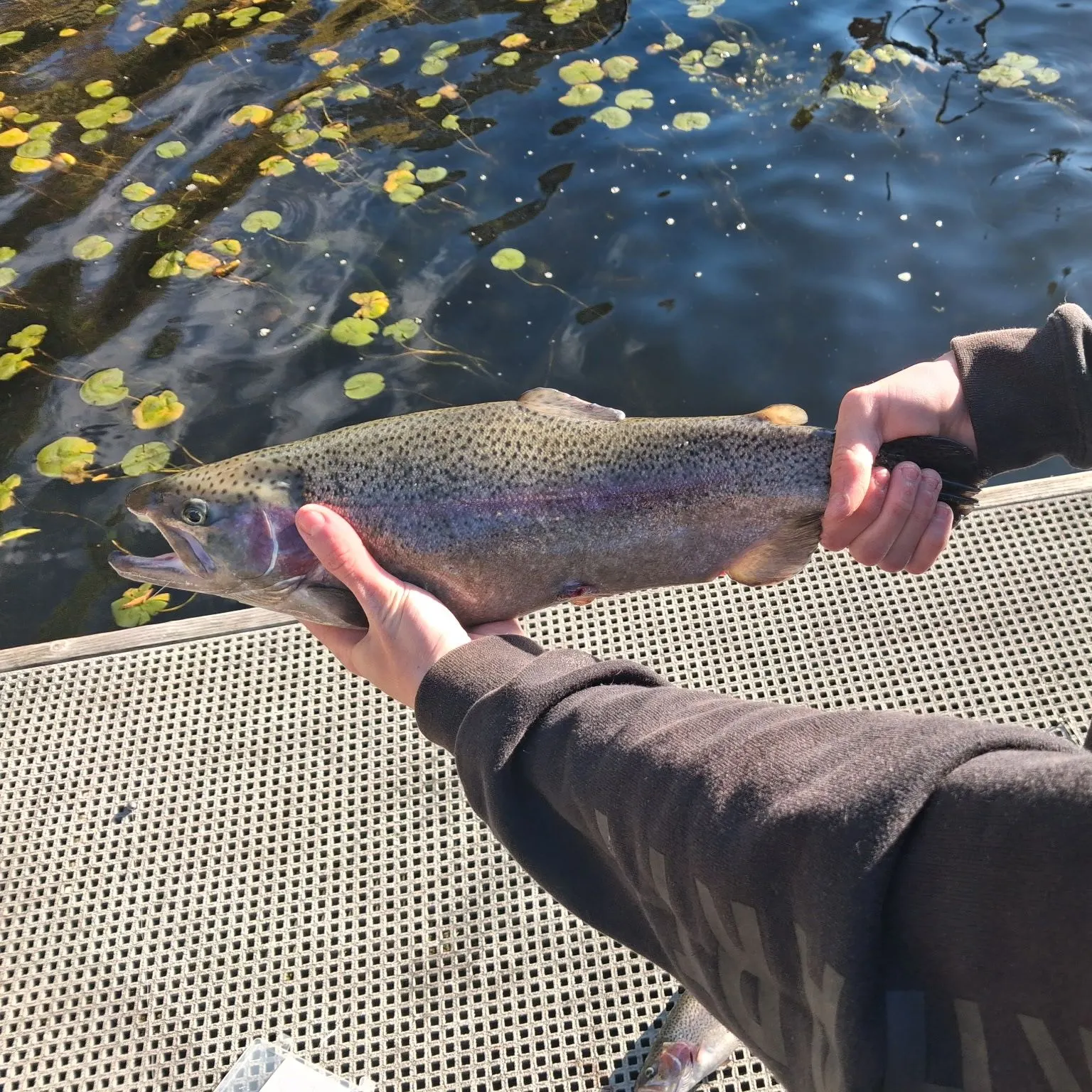 Rainbow trout caught on Fishbrain