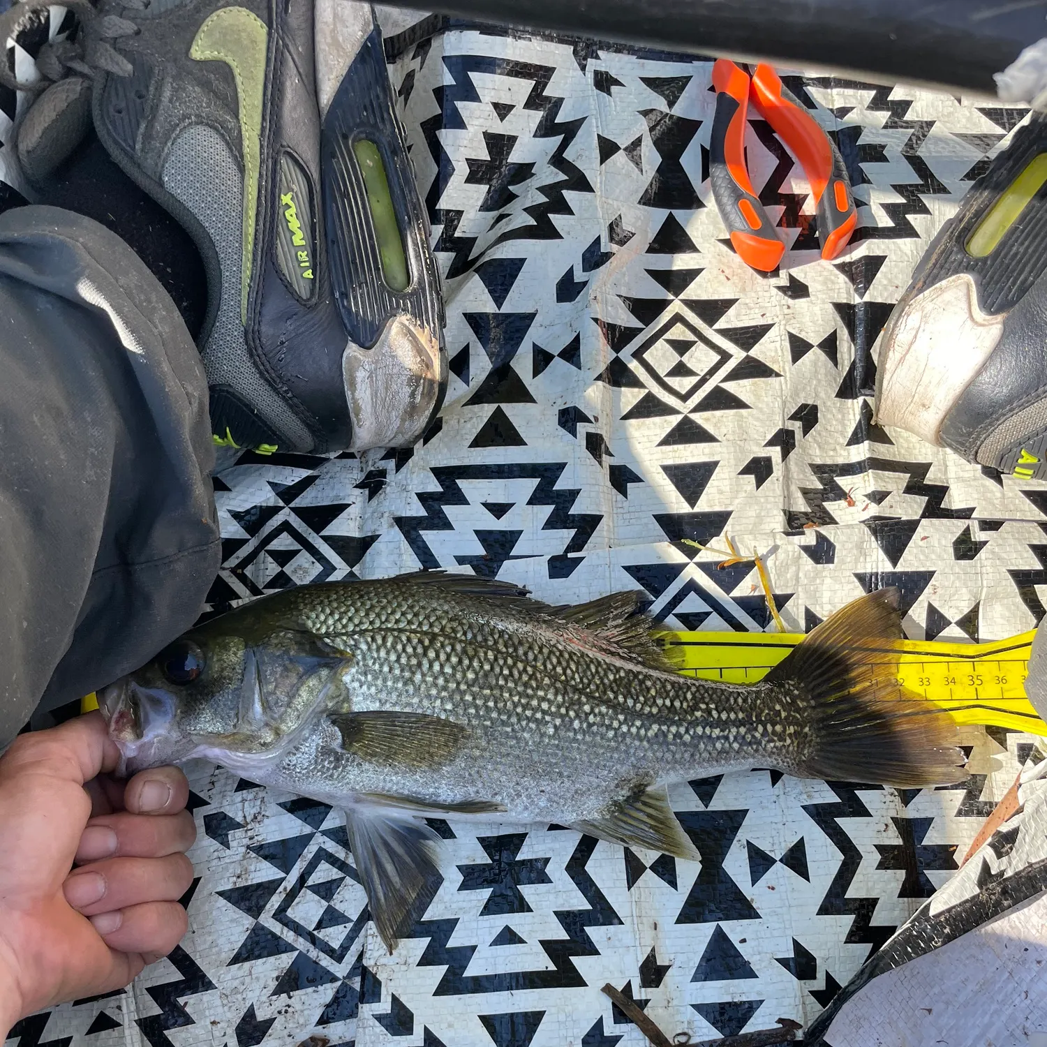 Australian bass caught on Fishbrain