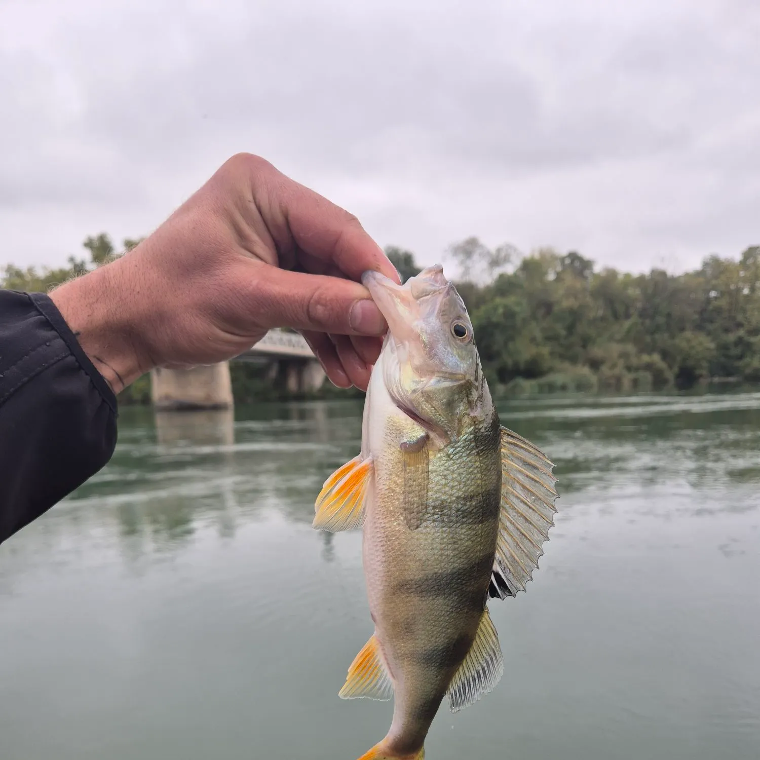 European perch caught on Fishbrain
