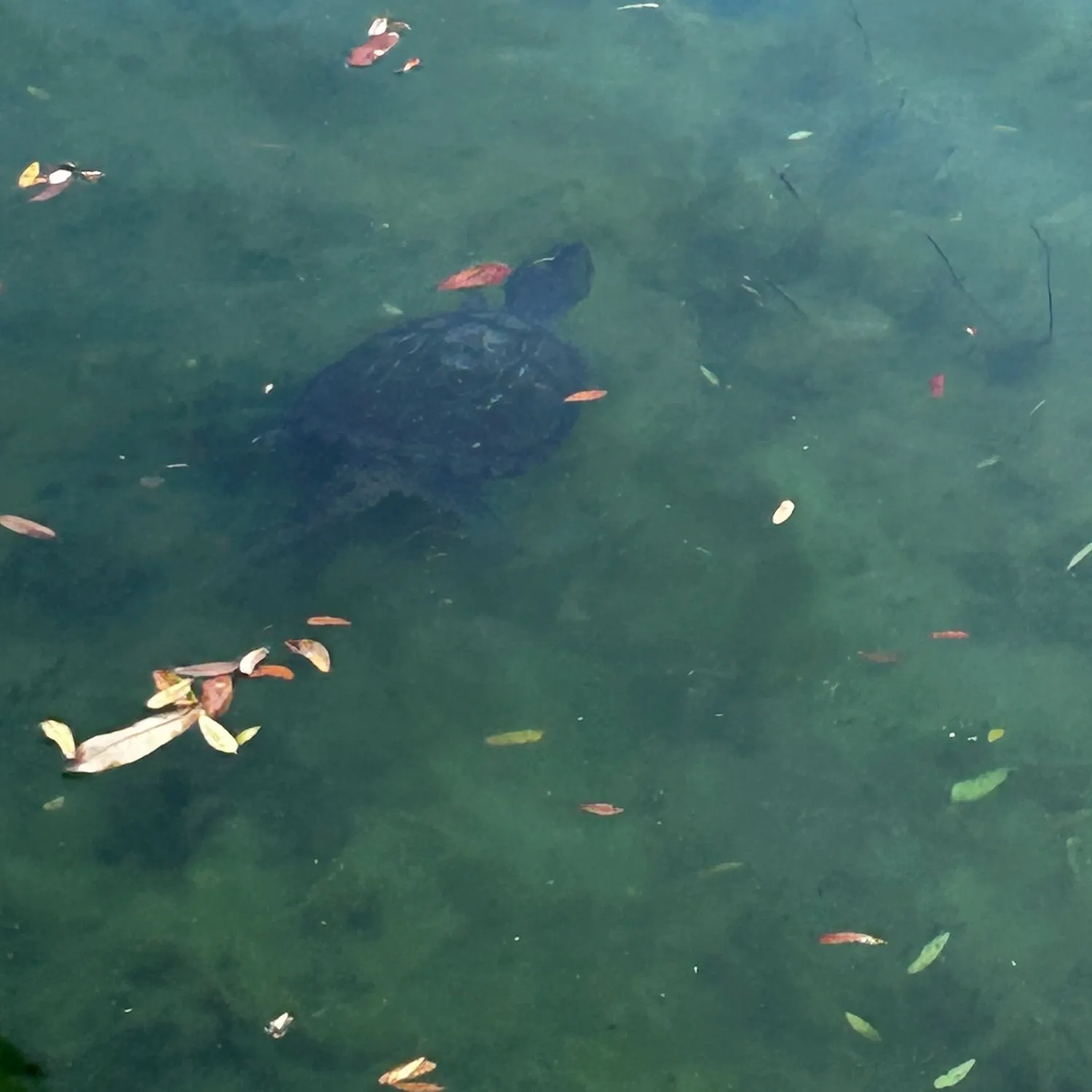 The most recent Smooth hammerhead shark catches on Fishbrain