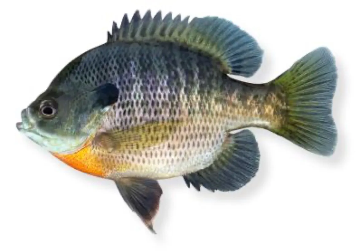 Bluegill