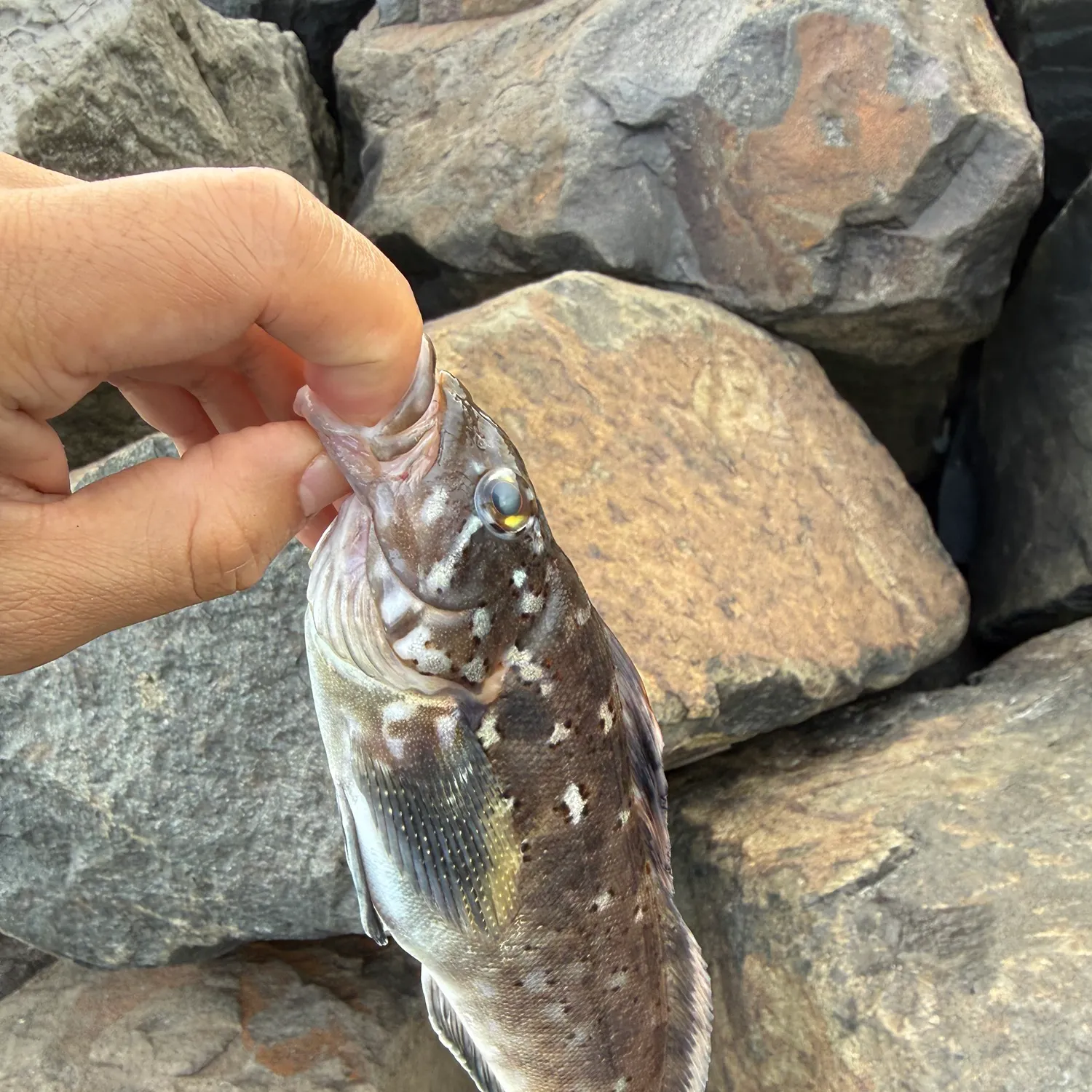 Kelp greenling caught on Fishbrain
