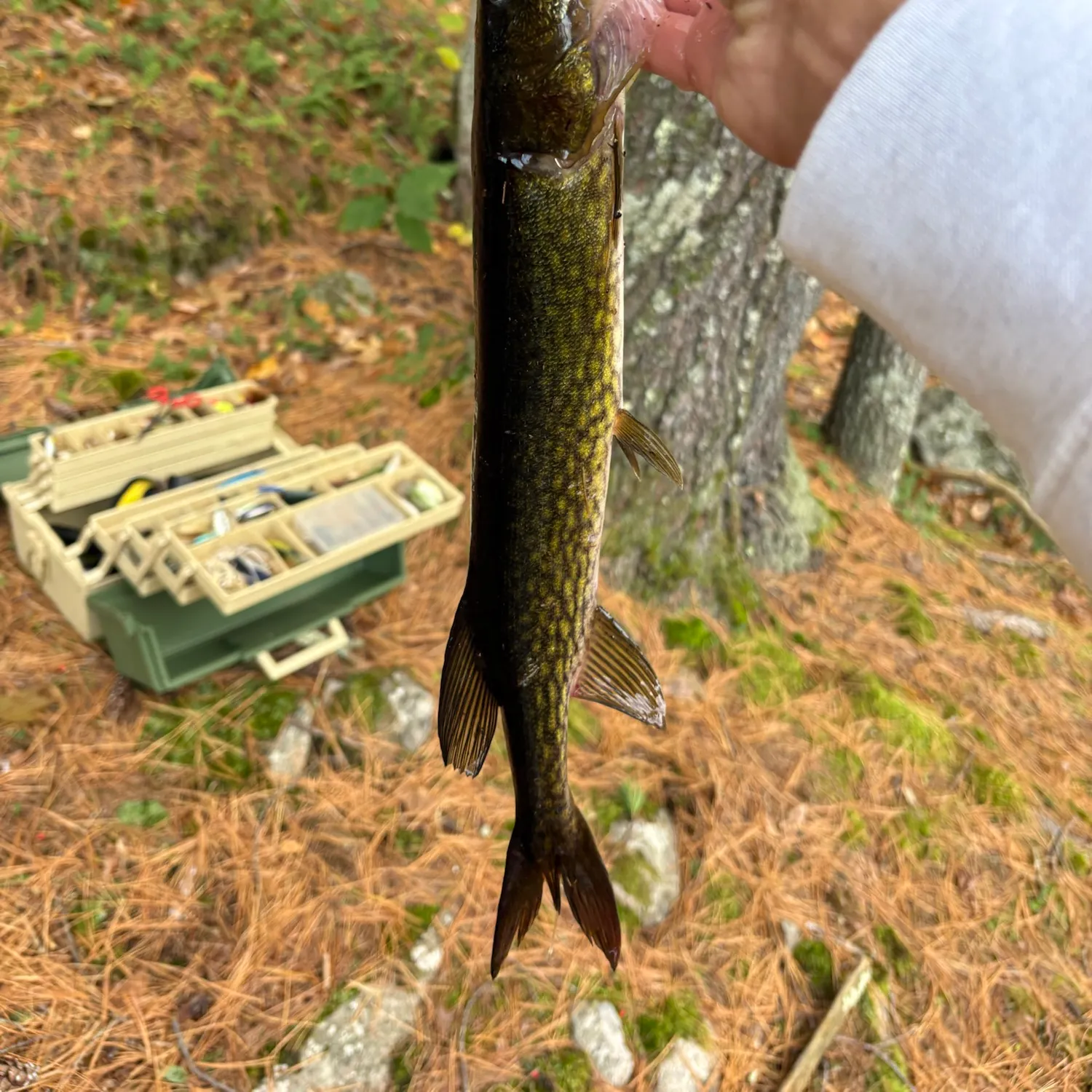 Chain pickerel caught on Fishbrain