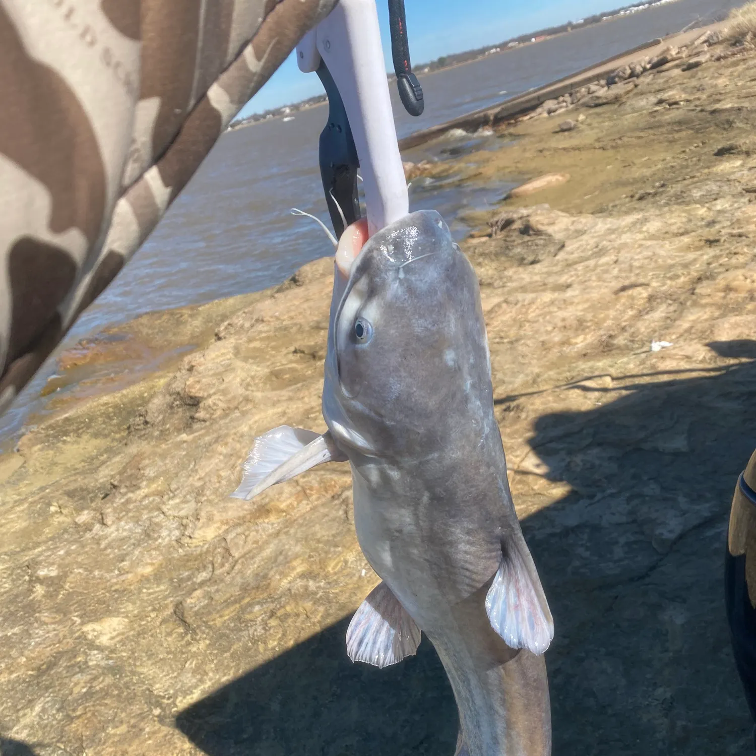 The most recent Blue catfish catches on Fishbrain