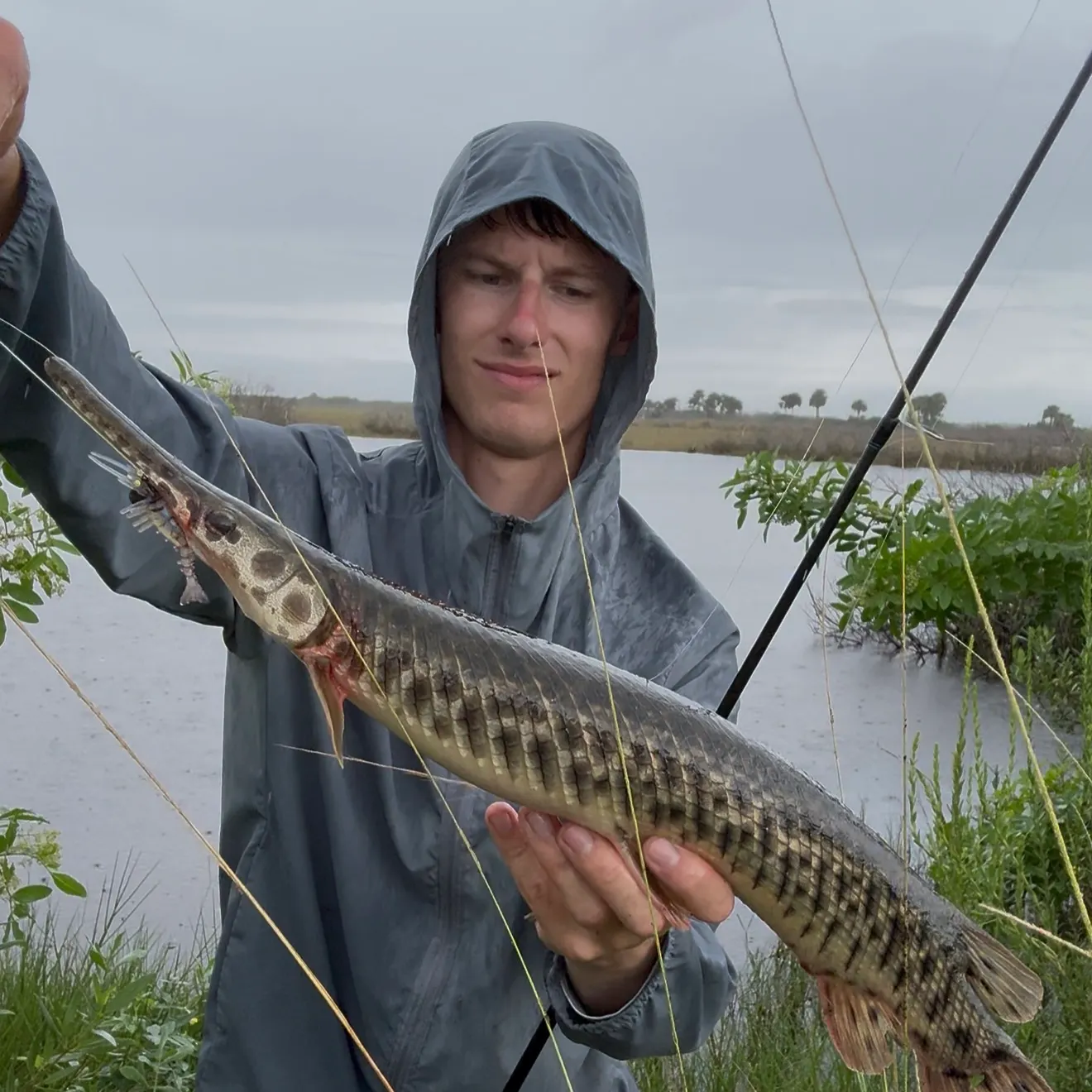 The most recent Florida gar catches on Fishbrain