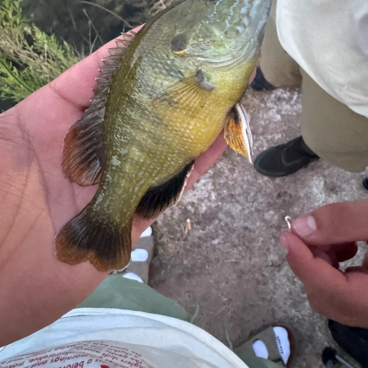 catch