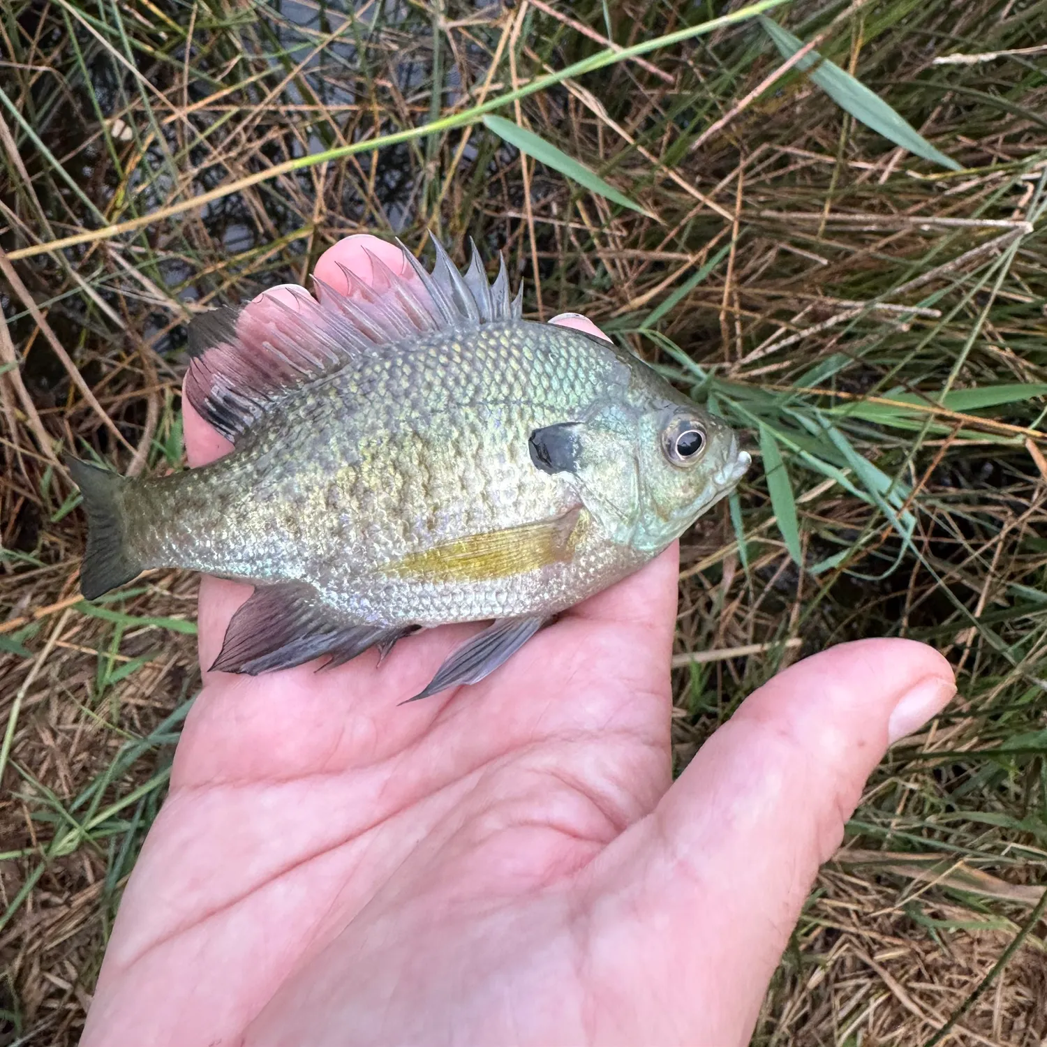 Bluegill caught on Fishbrain