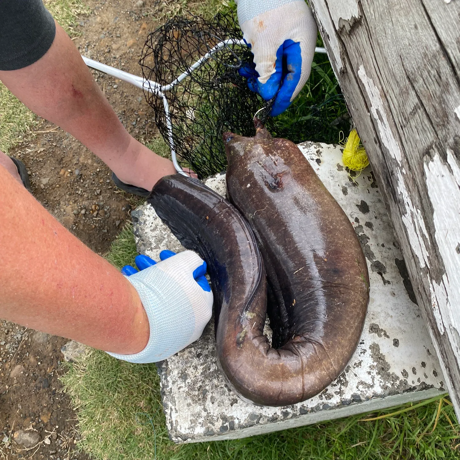 The most recent Brown moray catches on Fishbrain