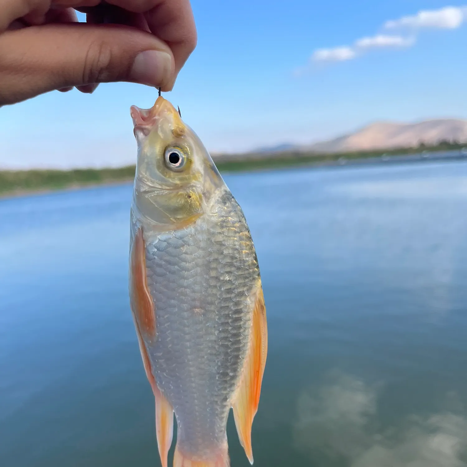 Fish caught on Fishbrain