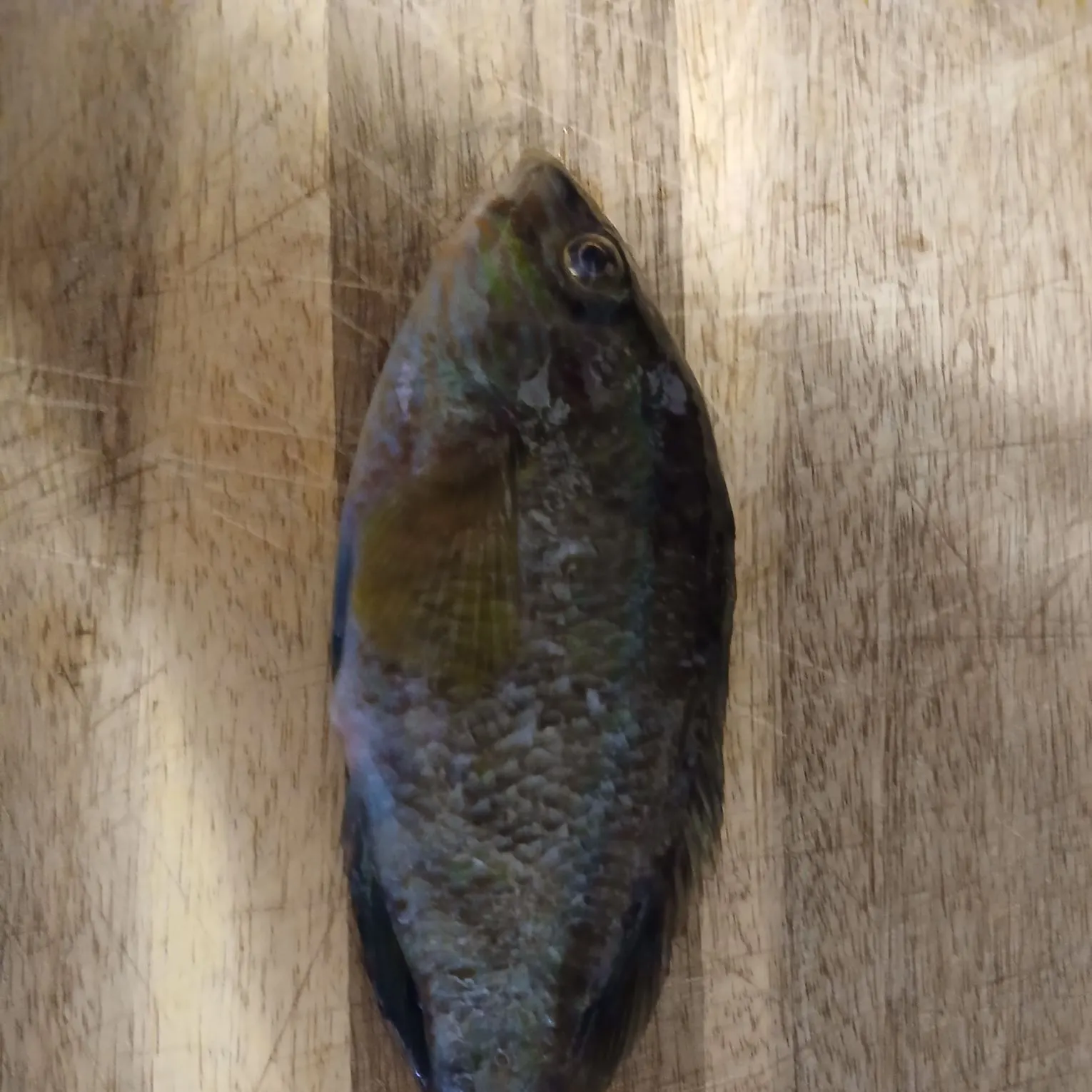 Ballan wrasse caught on Fishbrain